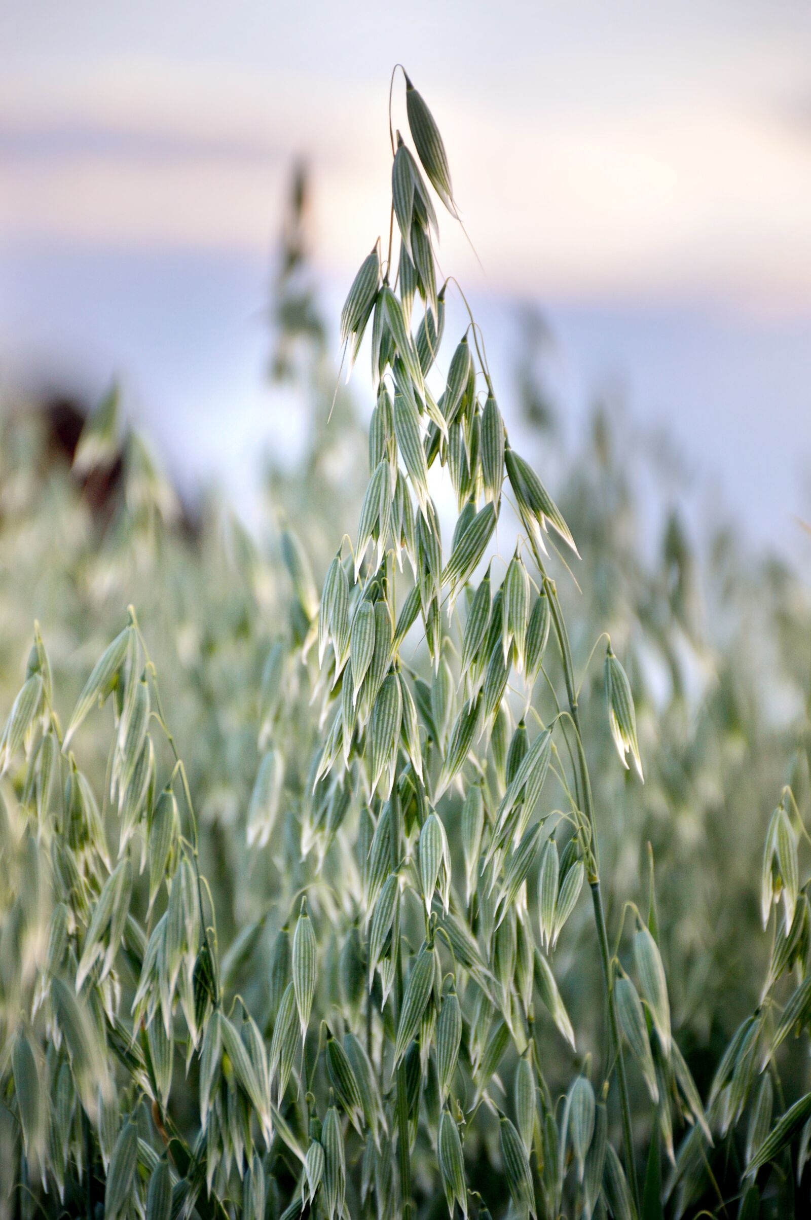 Nikon D3200 sample photo. Oats, landing, field photography