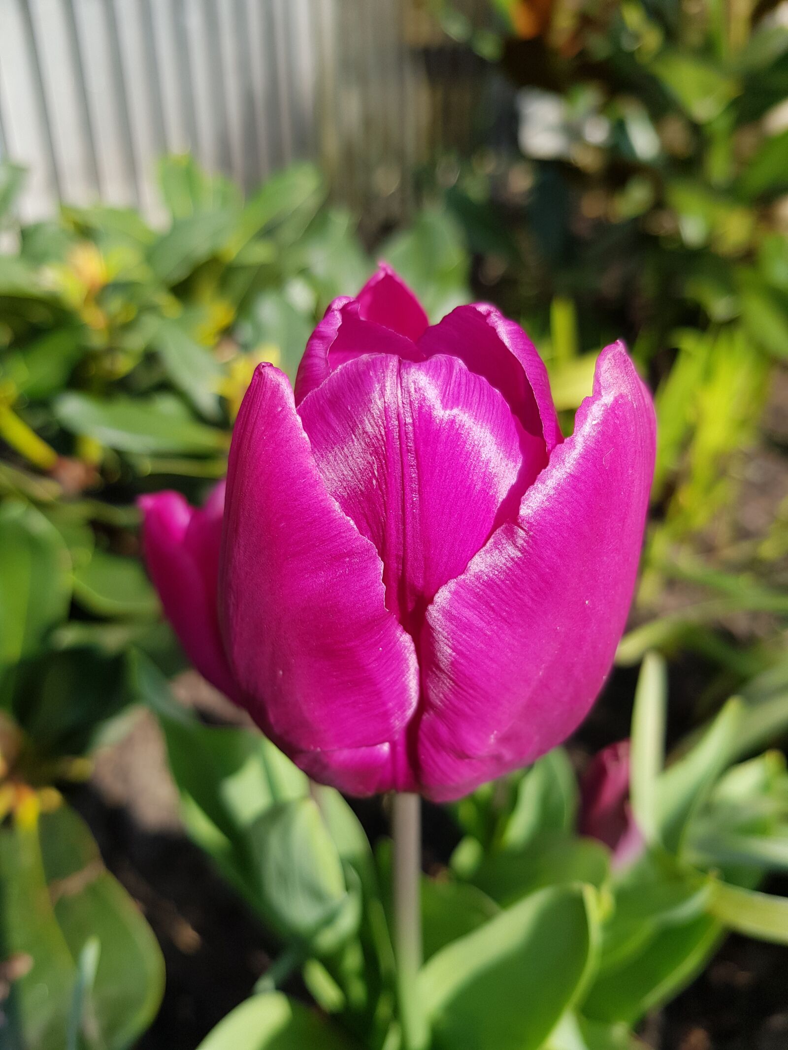 Samsung Galaxy S8 sample photo. Flower, tulip, plant photography