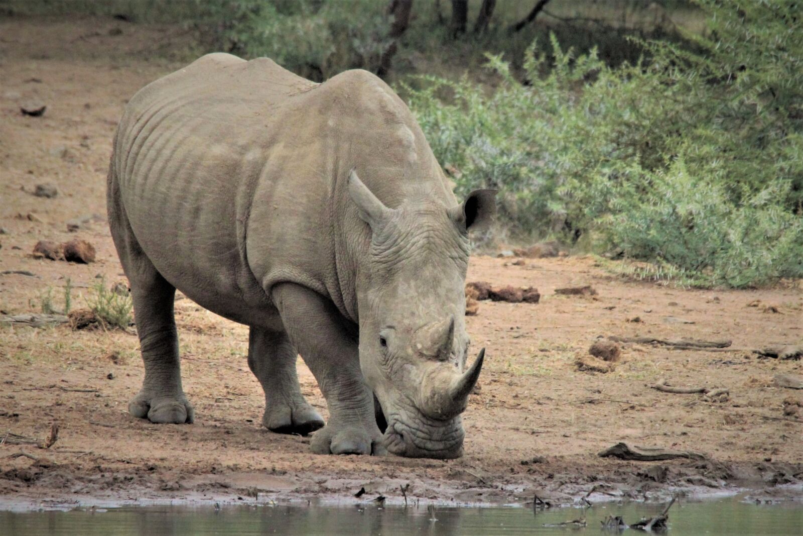 Canon EOS 60D sample photo. White rhino, drinking, water photography