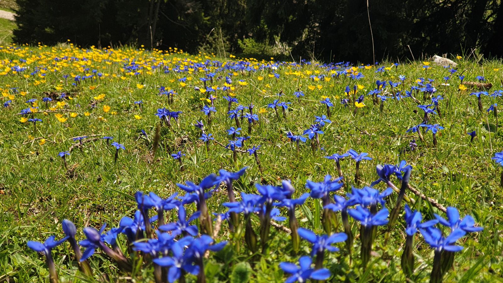 Samsung Galaxy S9+ sample photo. Mountain meadow, gentian, alpine photography