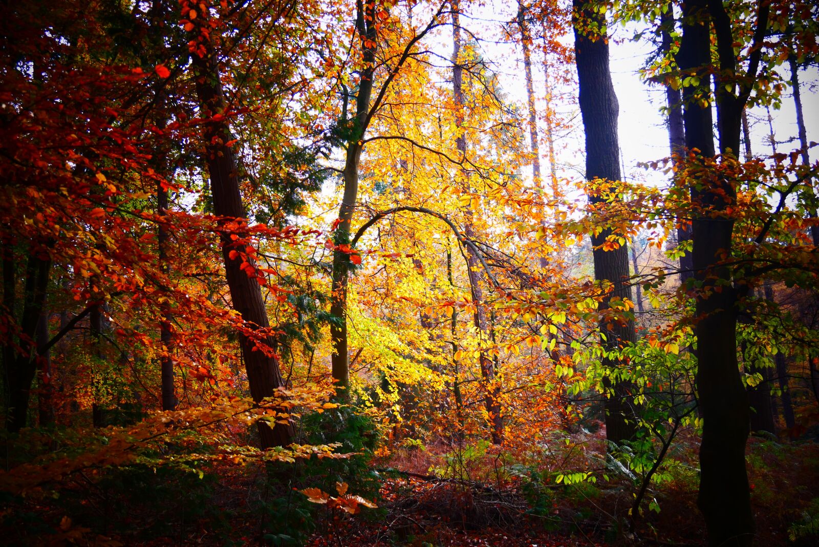 Panasonic Lumix DMC-G85 (Lumix DMC-G80) sample photo. Autumn, autumn forest, herfstbomen photography