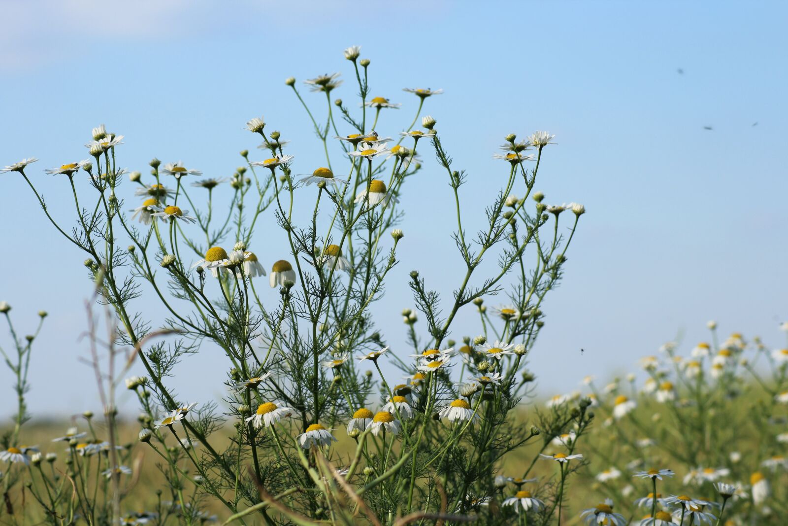 Canon EOS 1200D (EOS Rebel T5 / EOS Kiss X70 / EOS Hi) sample photo. Chamomile, herb, field plant photography