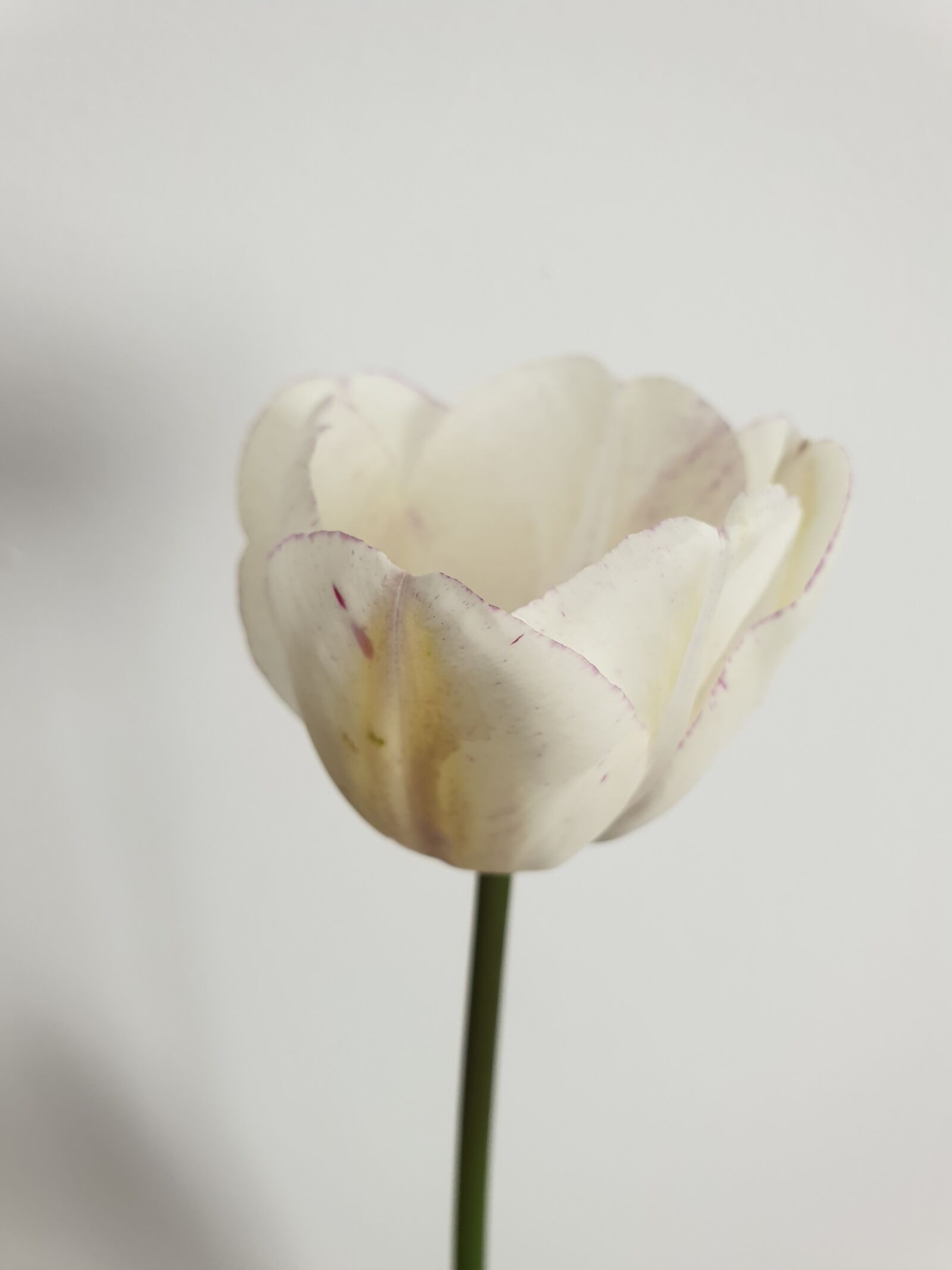 Samsung Galaxy Note9 sample photo. Tulip, flower, white photography