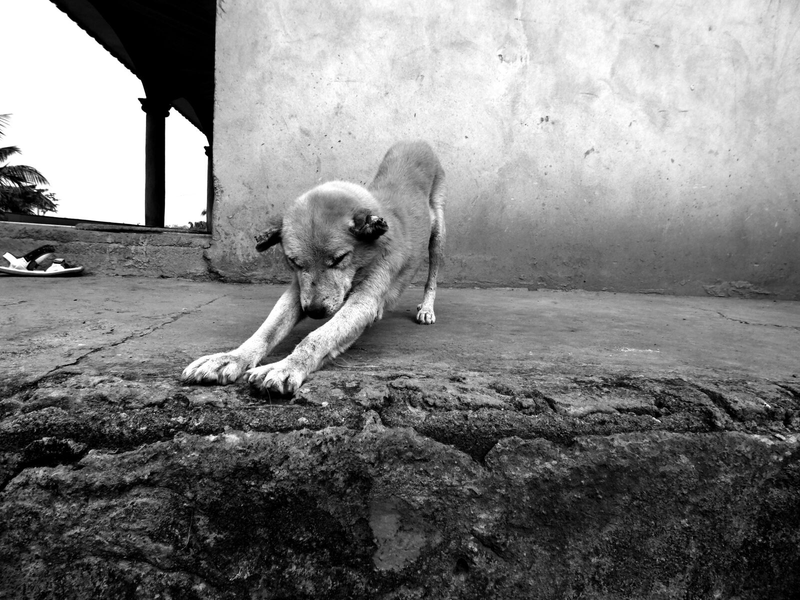 Samsung WB2200F sample photo. Old age, dog, doggie photography