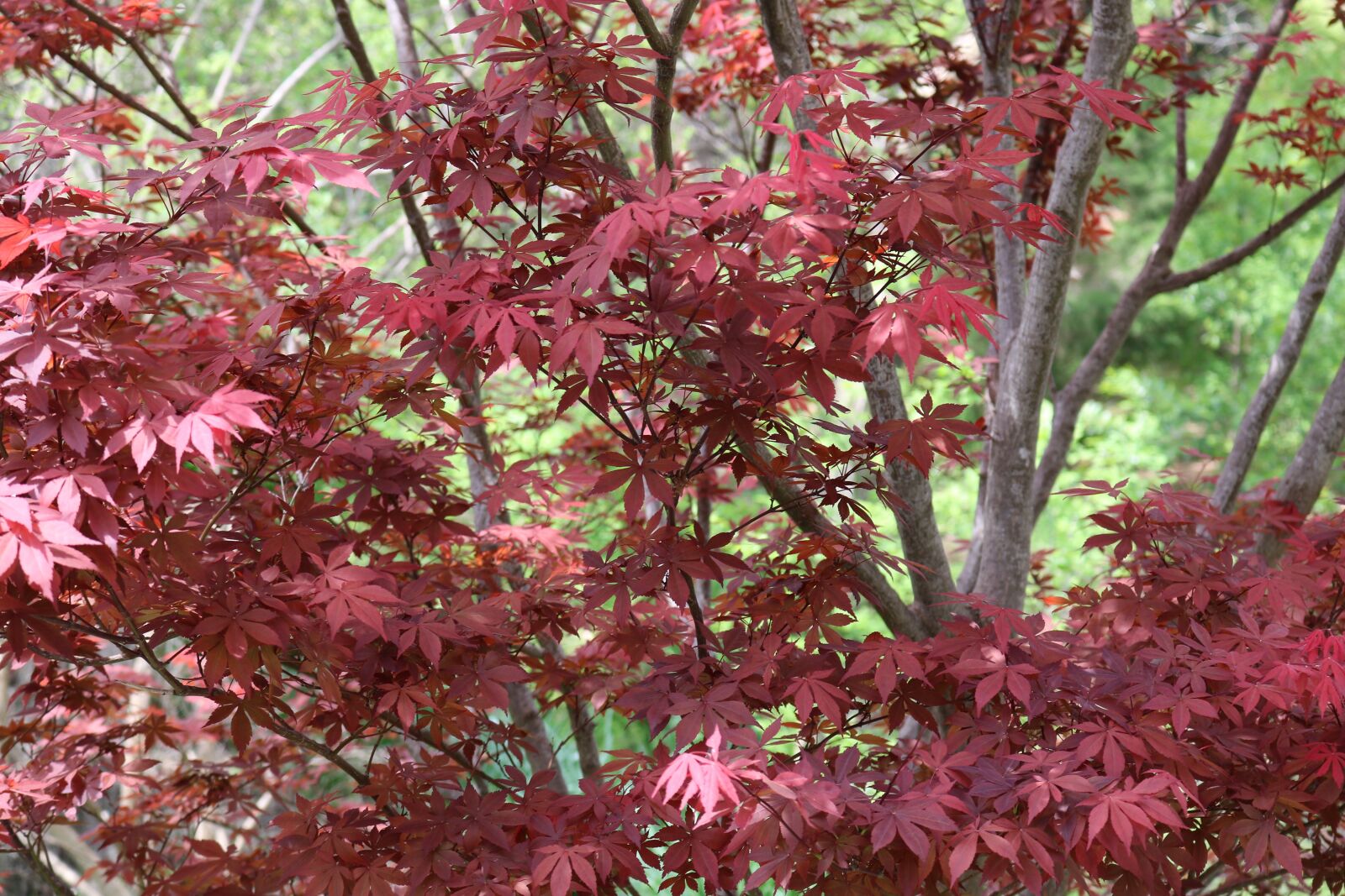 Canon EOS 750D (EOS Rebel T6i / EOS Kiss X8i) sample photo. Leaf, nature, season photography