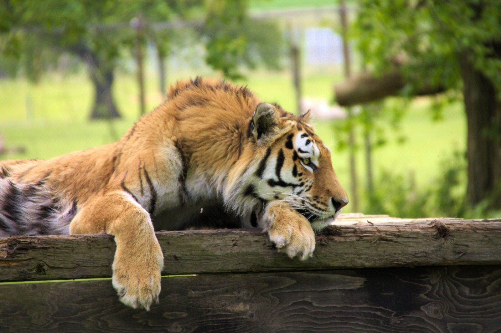 Canon EOS 1100D (EOS Rebel T3 / EOS Kiss X50) sample photo. Tiger, sleeping, animal photography