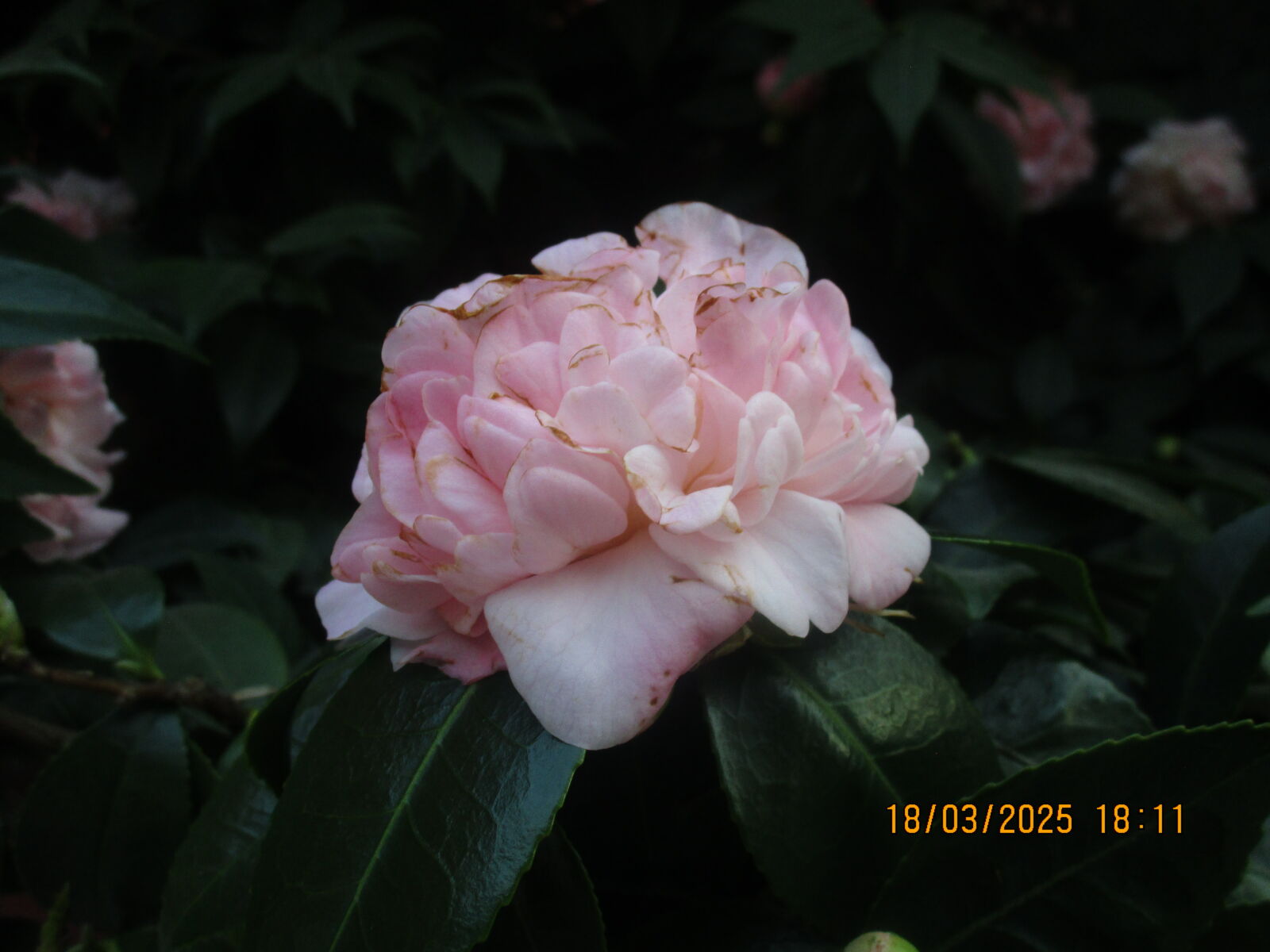 Canon PowerShot ELPH 150 IS (IXUS 155 / IXY 140) sample photo