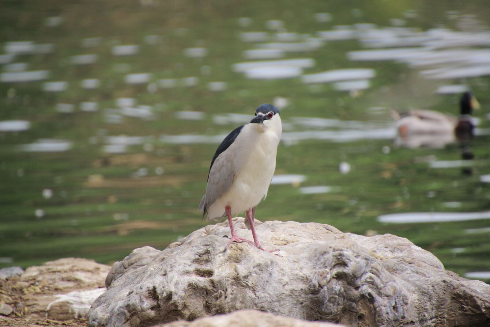 Canon EOS 600D (Rebel EOS T3i / EOS Kiss X5) sample photo. Bird, night heron, beak photography