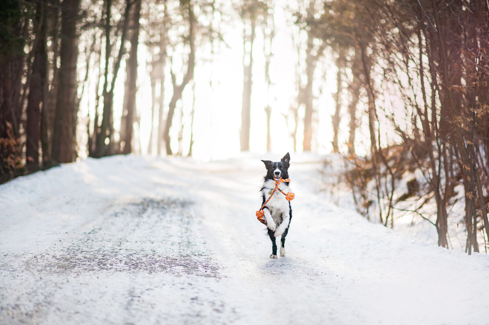 Nikon D3 sample photo. Dog, borderkolie, winter photography