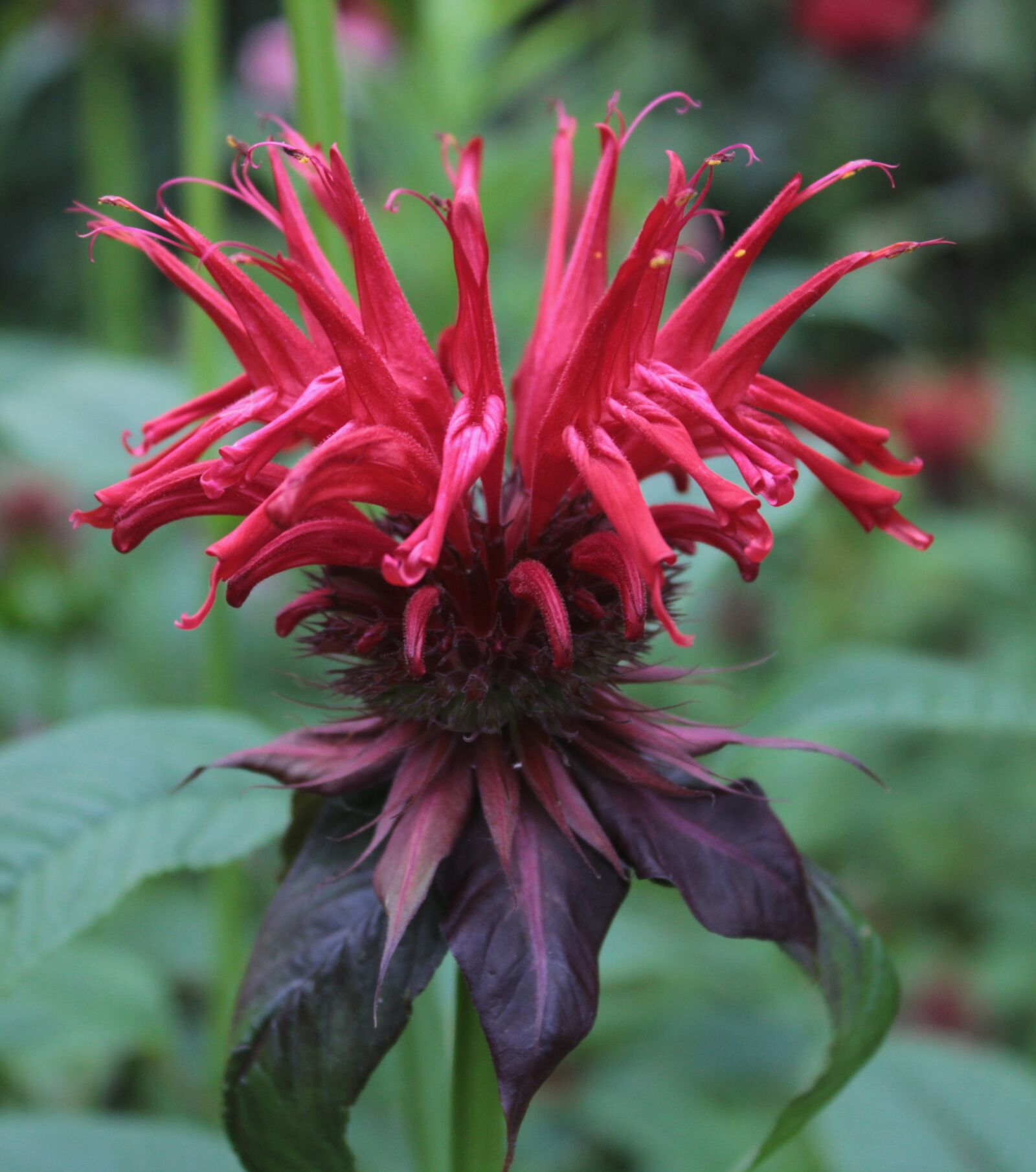 Canon EOS 600D (Rebel EOS T3i / EOS Kiss X5) sample photo. Monarda, garden, red photography