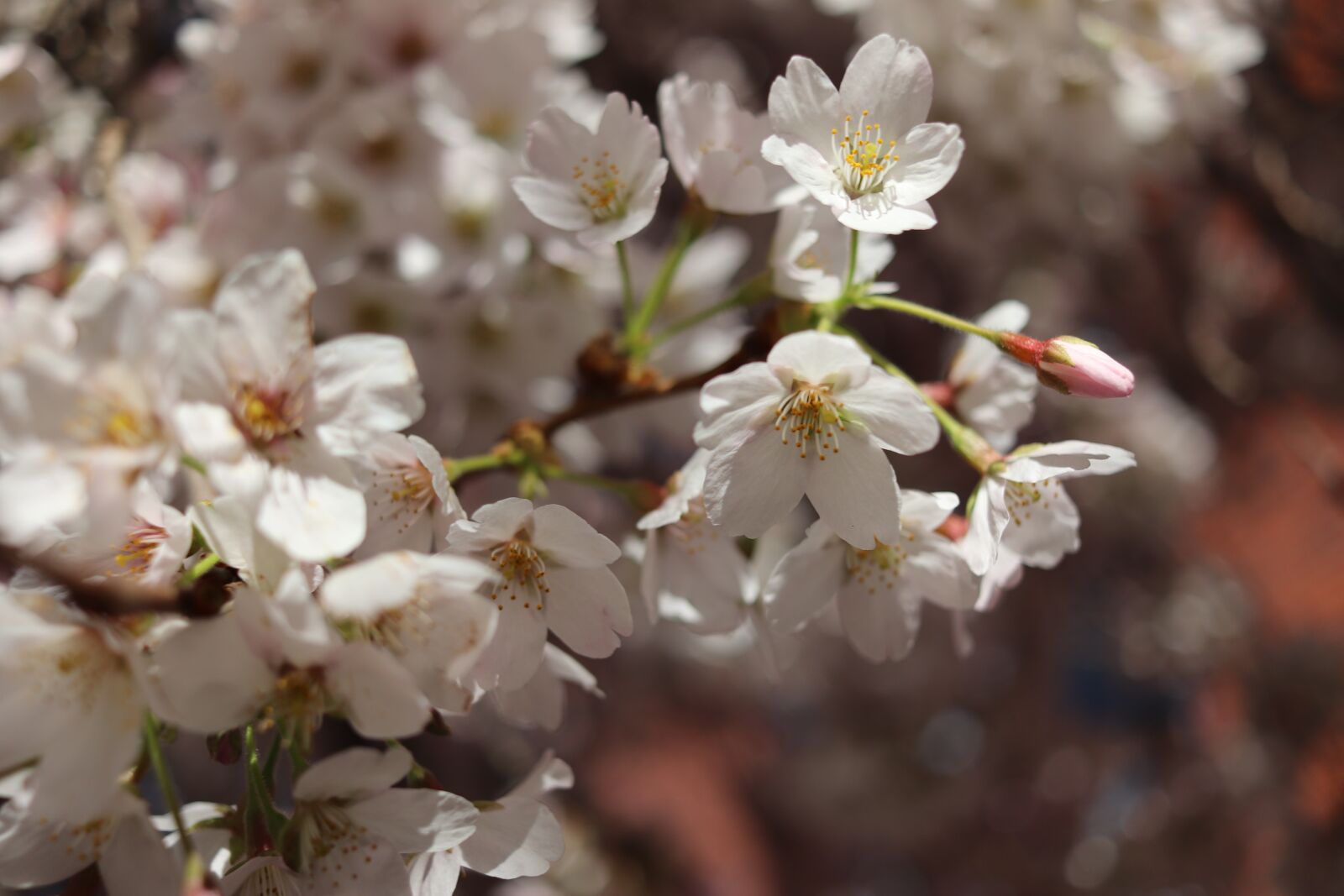Canon EOS 800D (EOS Rebel T7i / EOS Kiss X9i) + Canon EF-S 24mm F2.8 STM sample photo. Sakura, cherry blossom, spring photography