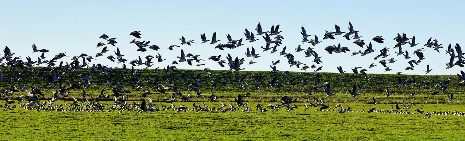 Sony a99 II sample photo. Birds, geese, flock of photography