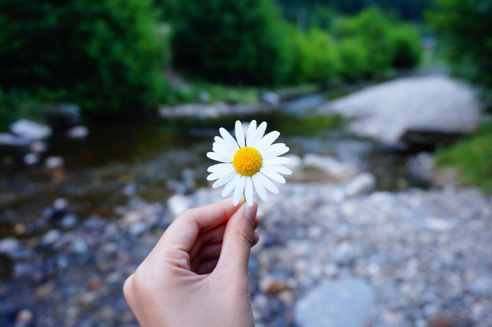 Sony Alpha NEX-3N sample photo. Flower, hand, hold photography