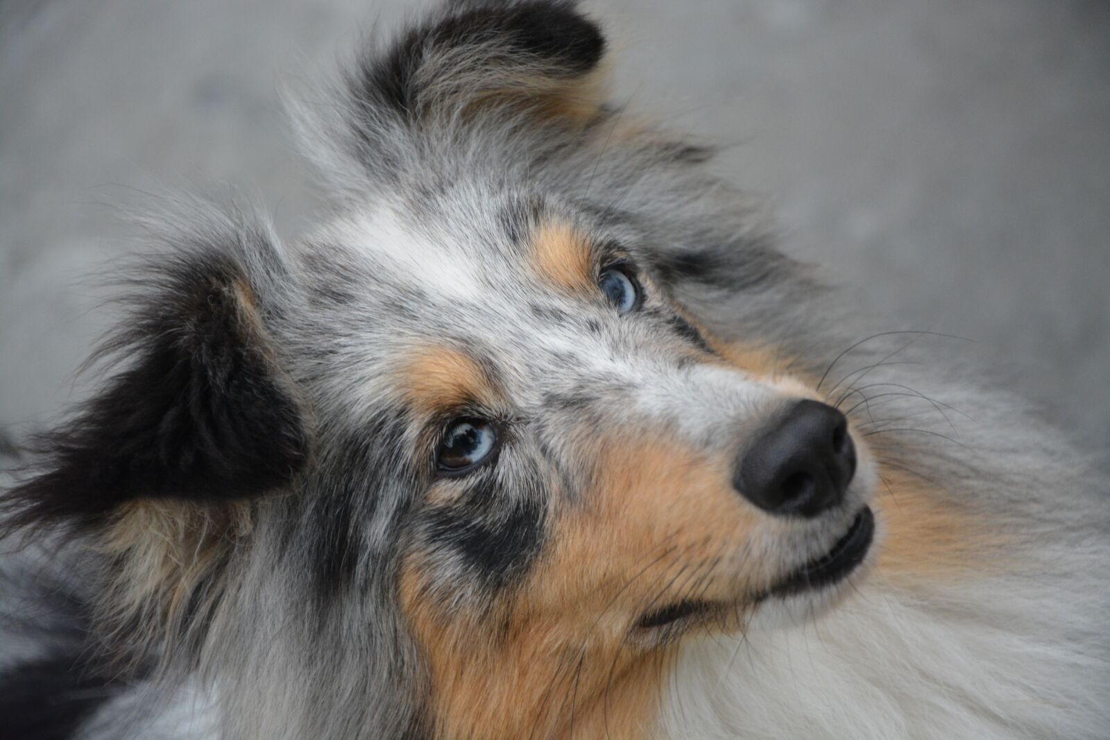 Nikon D5200 sample photo. Dog portrait, bitch, eyes photography