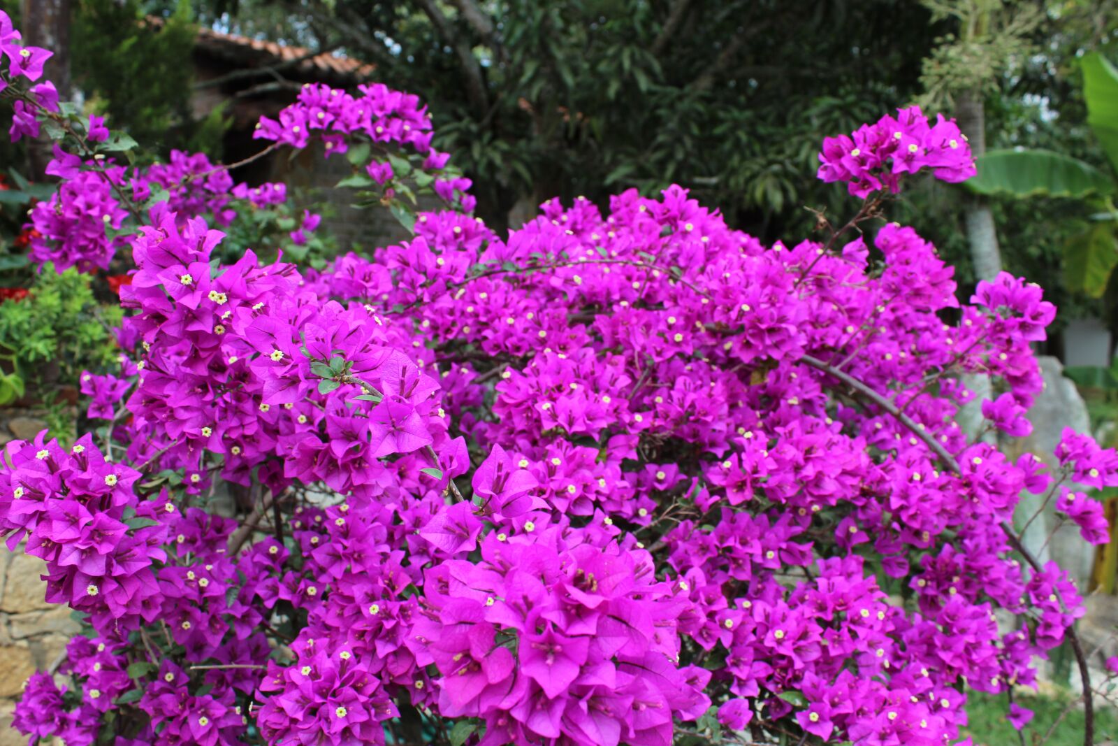 Canon EOS 1300D (EOS Rebel T6 / EOS Kiss X80) sample photo. Flore, purple, flower photography