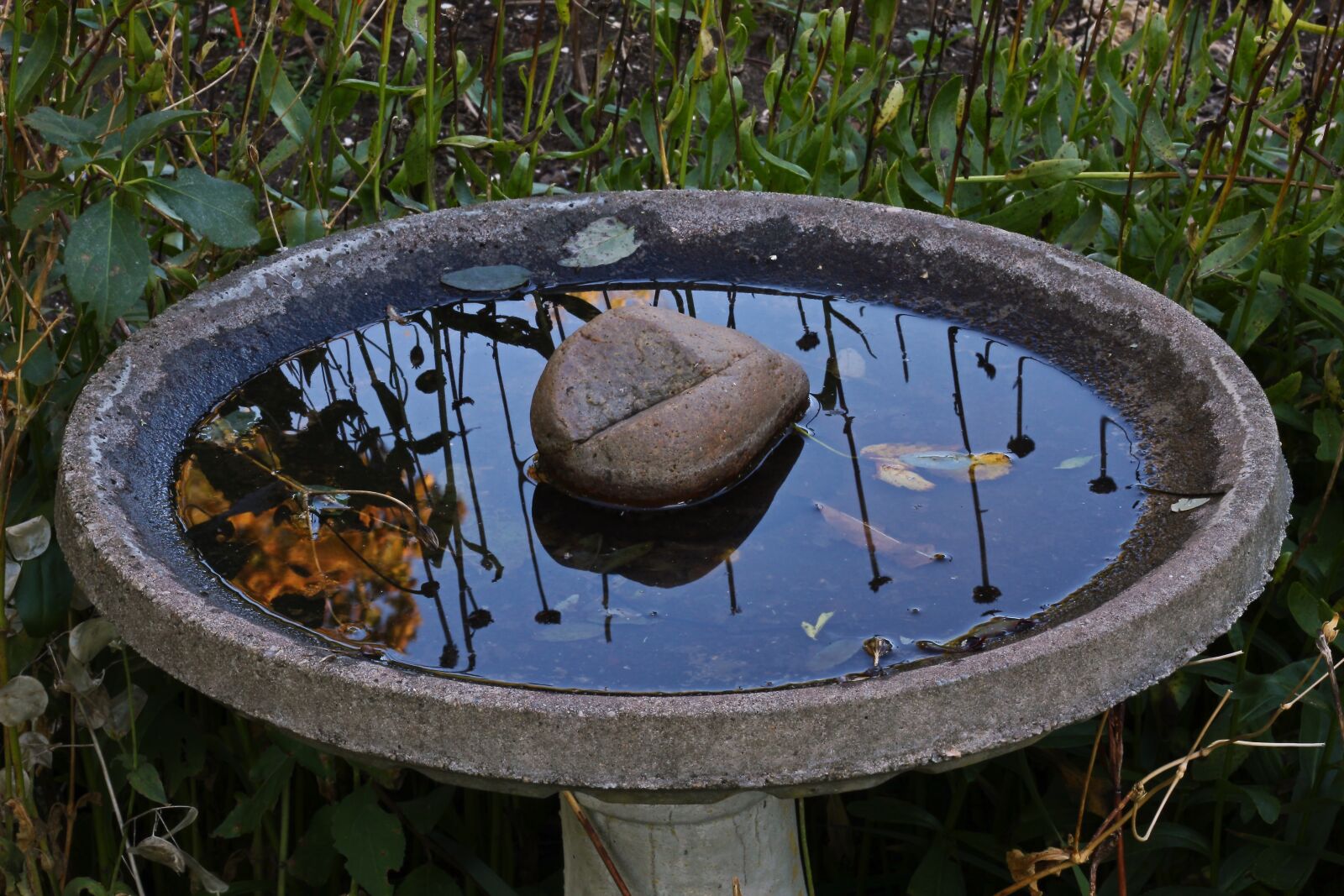 Canon EOS 550D (EOS Rebel T2i / EOS Kiss X4) sample photo. Bird bath, water, nature photography