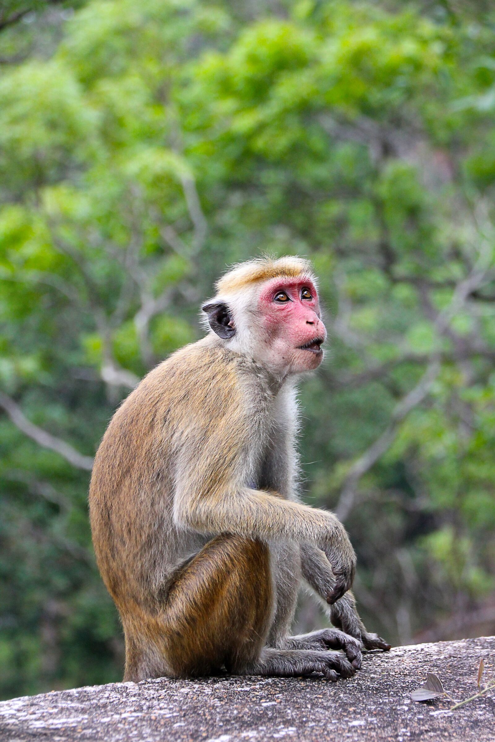 Canon EOS 550D (EOS Rebel T2i / EOS Kiss X4) sample photo. Monkey, makake, sri lanka photography