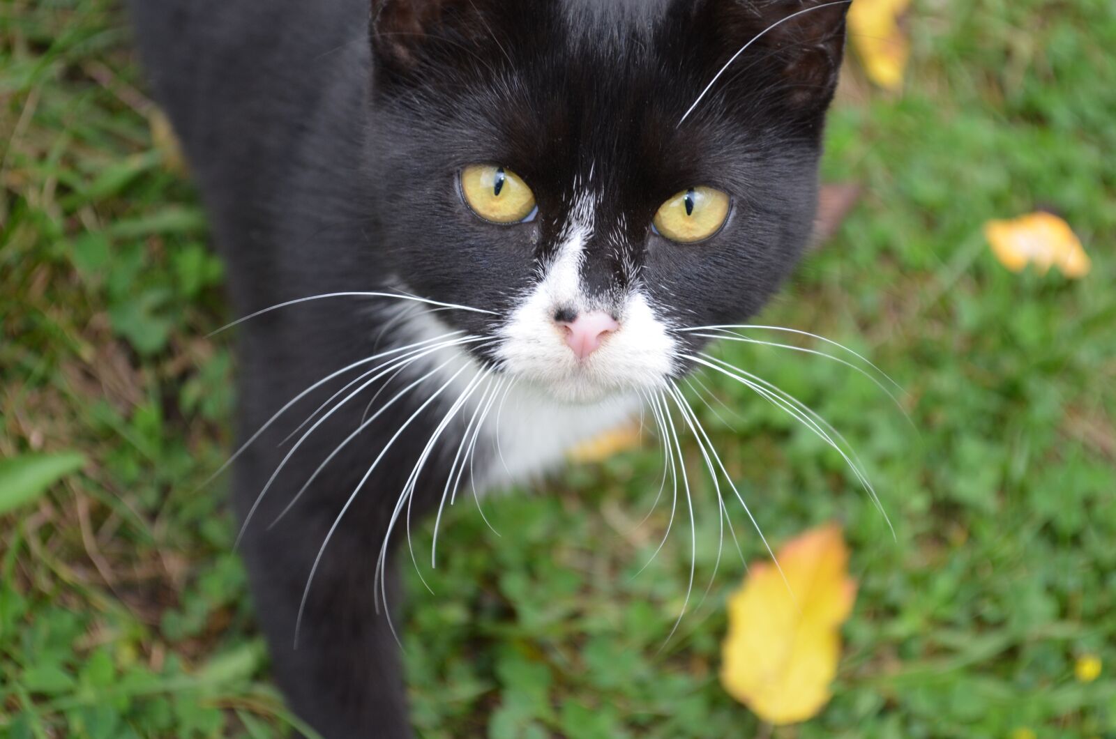 Nikon D5100 sample photo. Cat, feral, feline photography