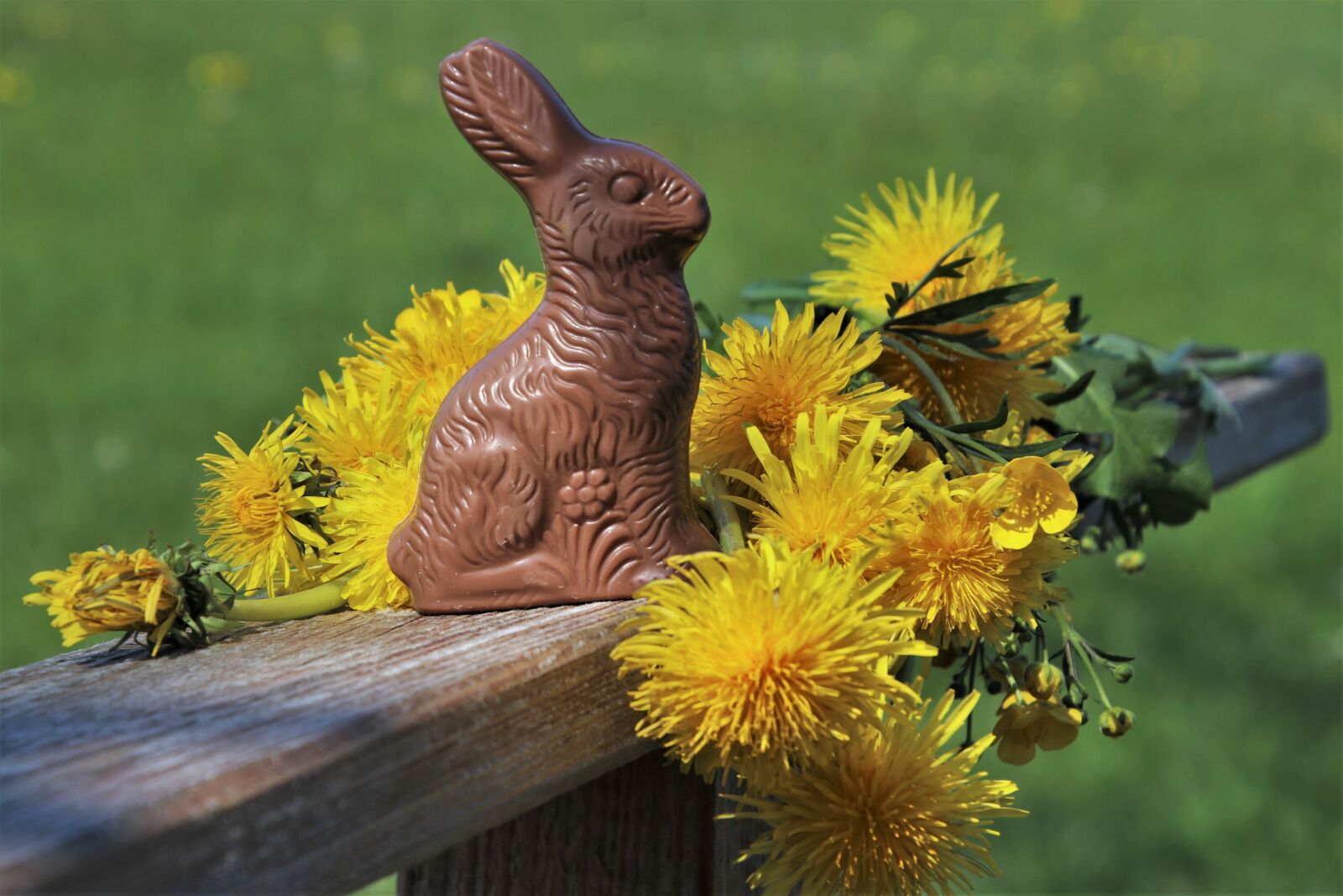 Canon EOS 80D sample photo. Easter, rabbit, dandelion photography