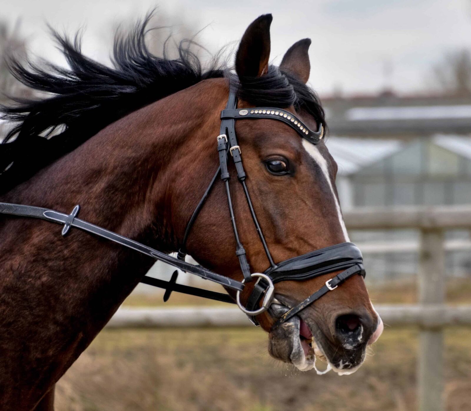 Nikon D300 sample photo. Animal, horse, cavalry, mane photography