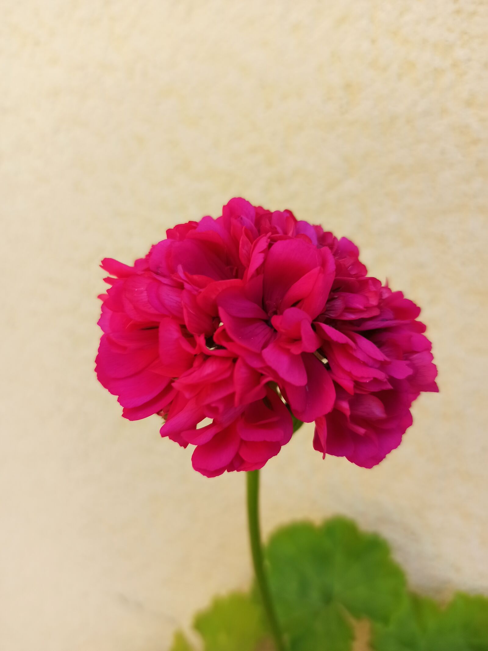 Xiaomi Redmi Note 8 Pro sample photo. Flores, rojo, naturaleza photography