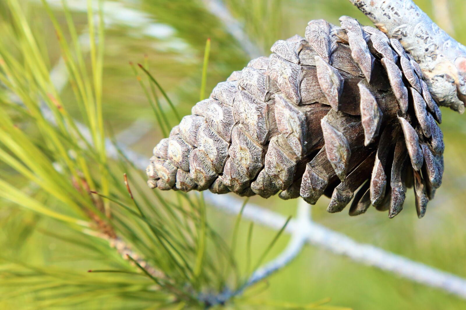 Canon EF 24-105mm F4L IS USM sample photo. Cocoon, pine, tree photography