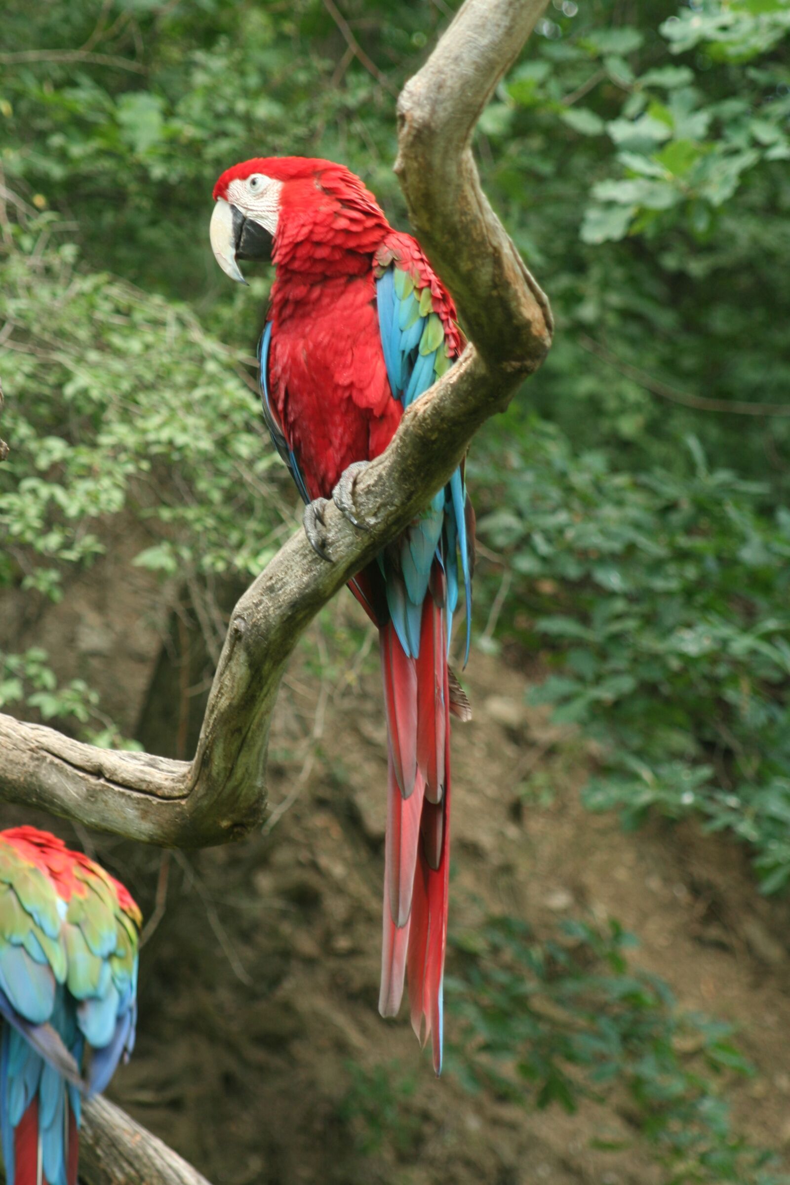 Canon EOS 350D (EOS Digital Rebel XT / EOS Kiss Digital N) sample photo. Zoo, bird, parrots photography
