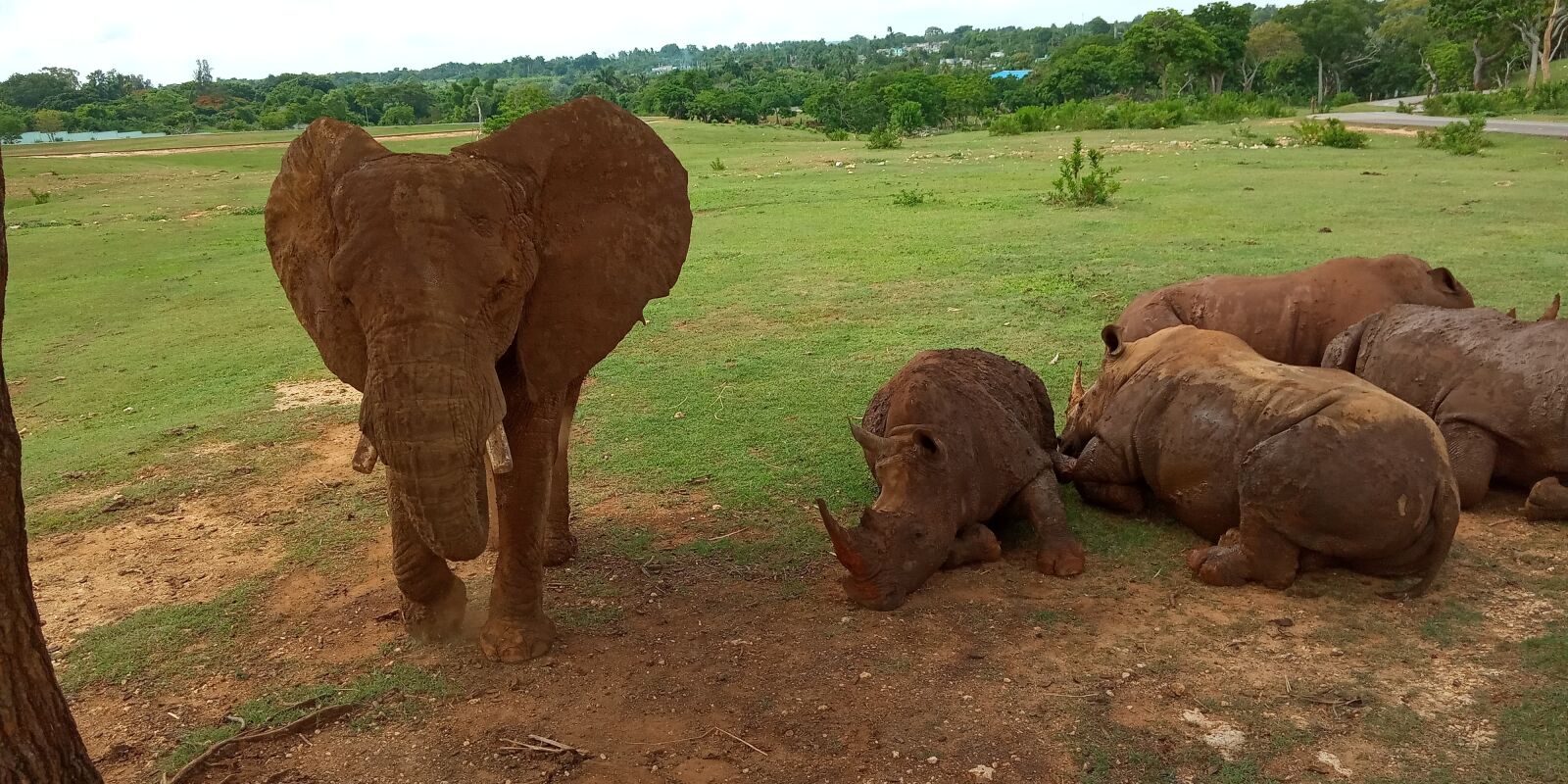 Xiaomi Redmi 6A sample photo. Zoo, animal, safari photography