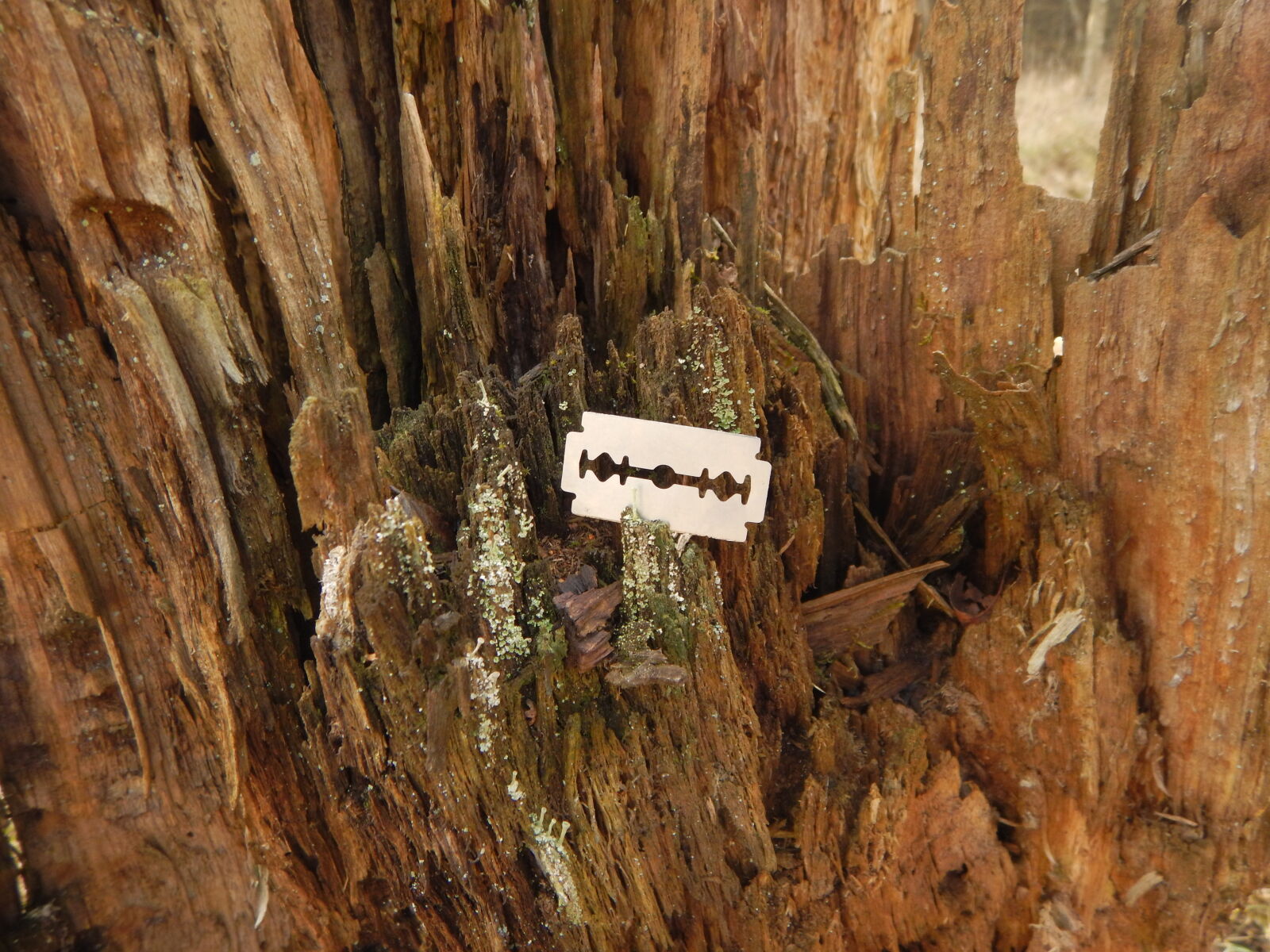 Nikon Coolpix AW130 sample photo. Razor, tree photography