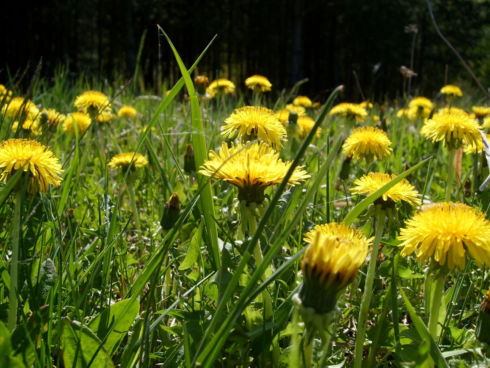 Samsung KENOX S730  / Samsung S730 sample photo. Meadow, flower, nature photography