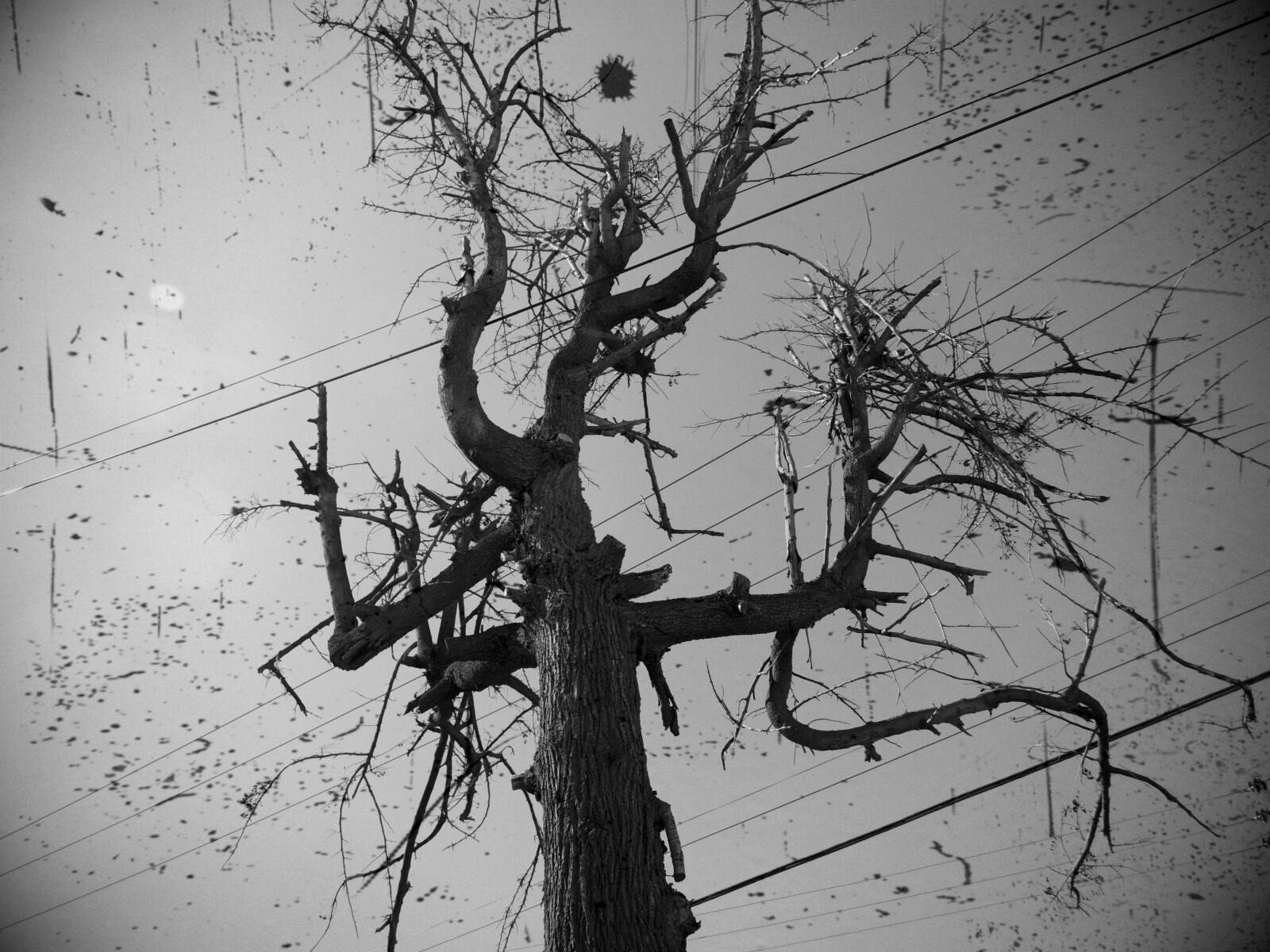 Samsung WB100/  WB101 sample photo. Arbol, blanco, y, negro photography