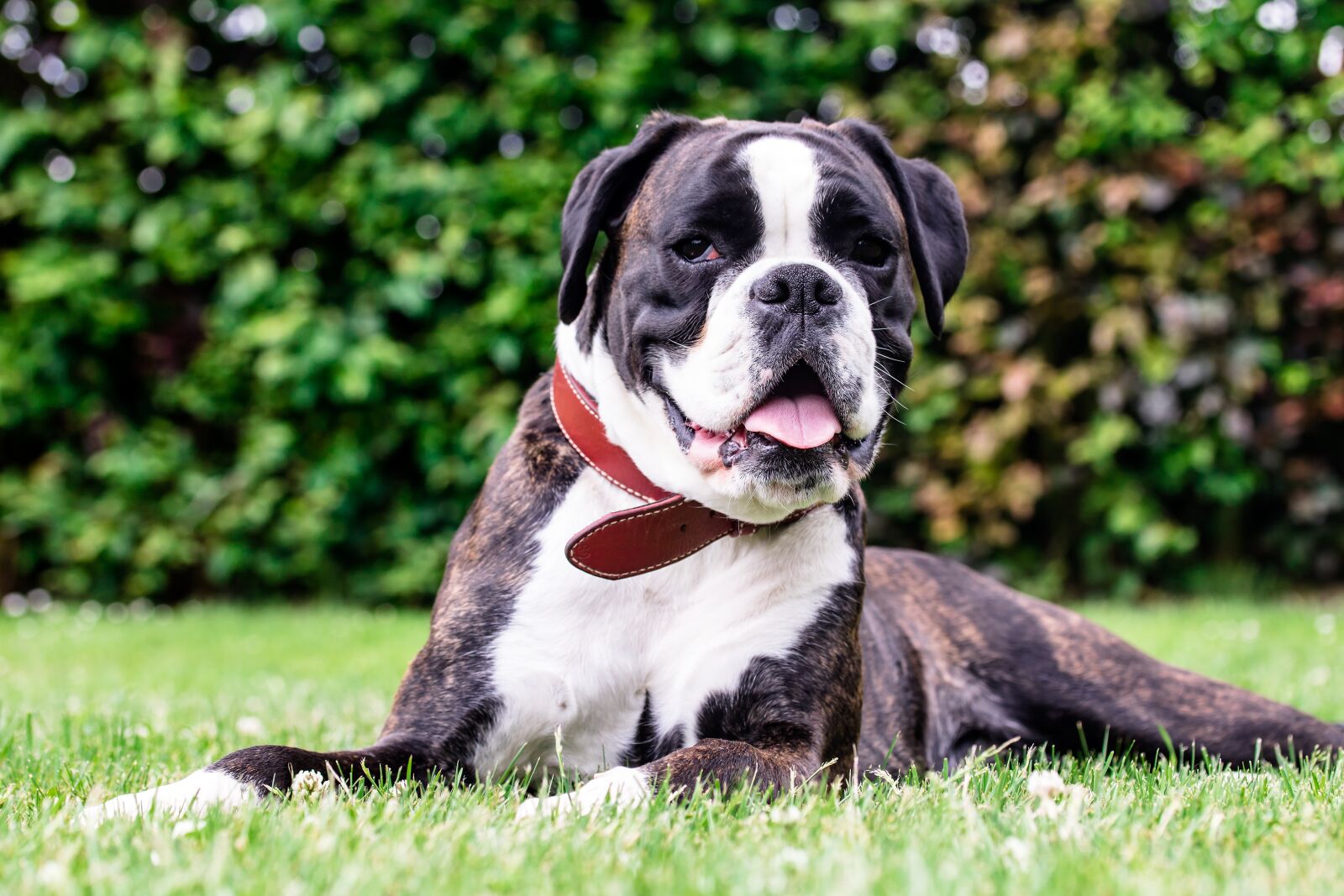 Canon EF-S 60mm F2.8 Macro USM sample photo. Boxer, dog, pant photography