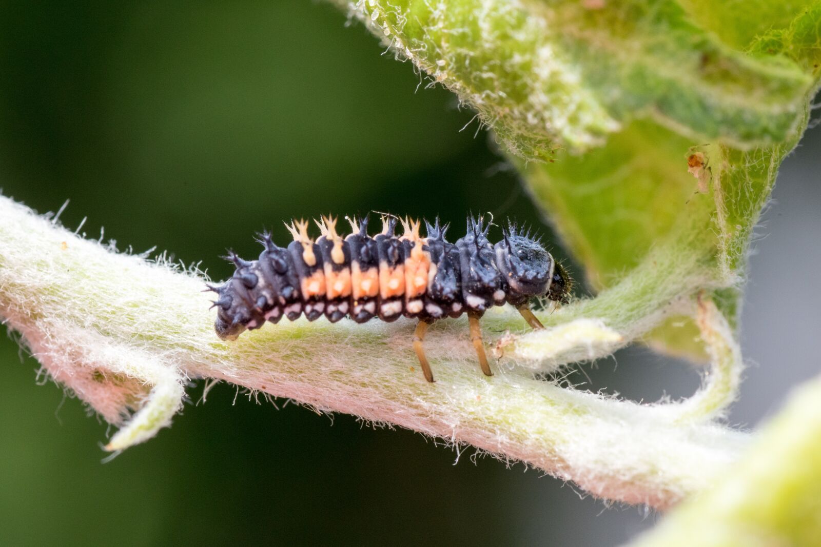 Canon EOS 7D Mark II sample photo. Marienk fer larva, macro photography