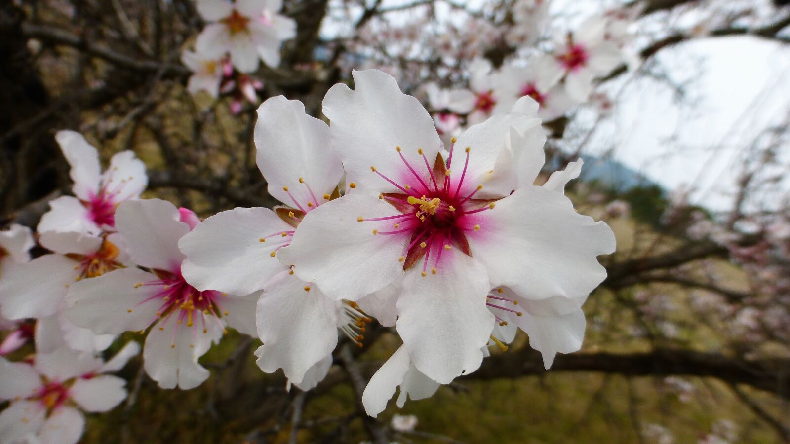 Panasonic Lumix DMC-ZS25 (Lumix DMC-TZ35) sample photo. Flower, plant, nature photography