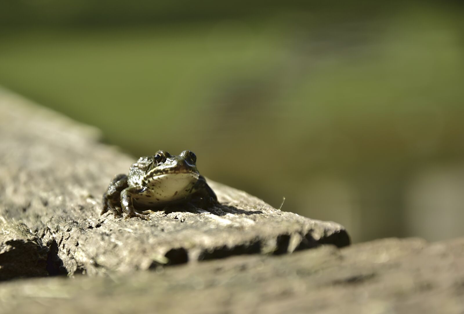 Nikon D5600 sample photo. Frog, tree frog, animal photography