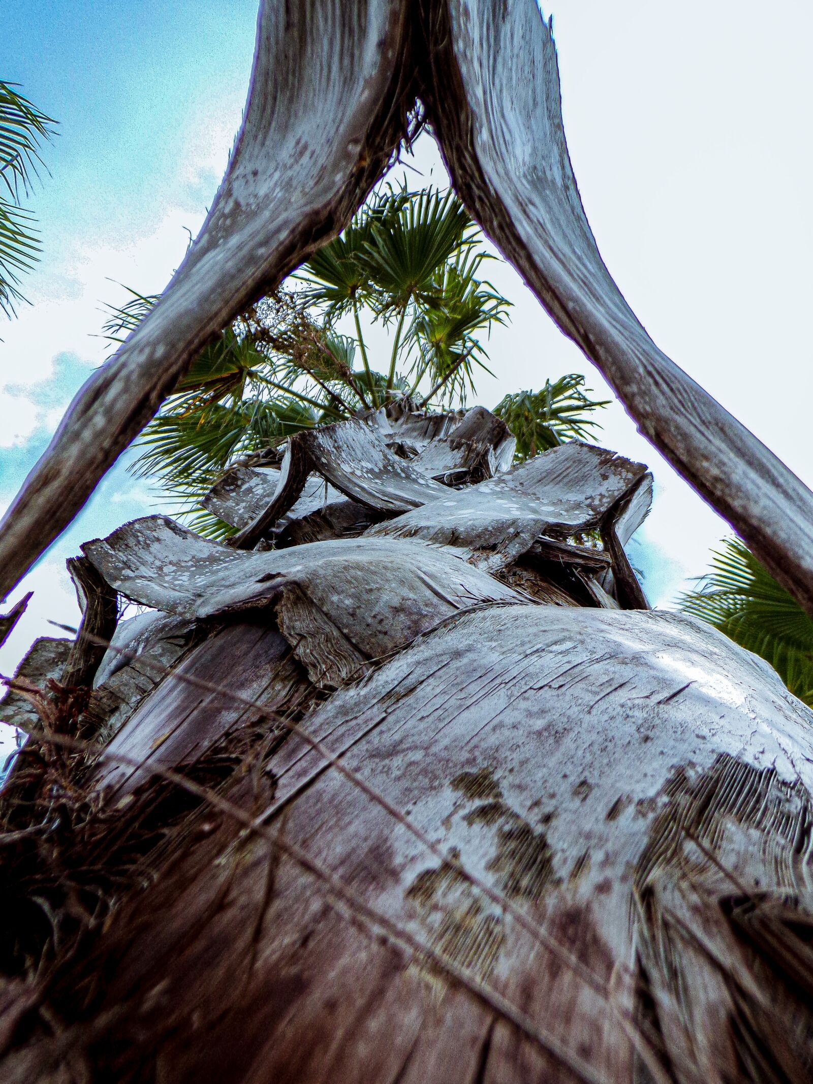 JK KODAK PIXPRO AZ401 sample photo. Palm tree, tropical, beach photography