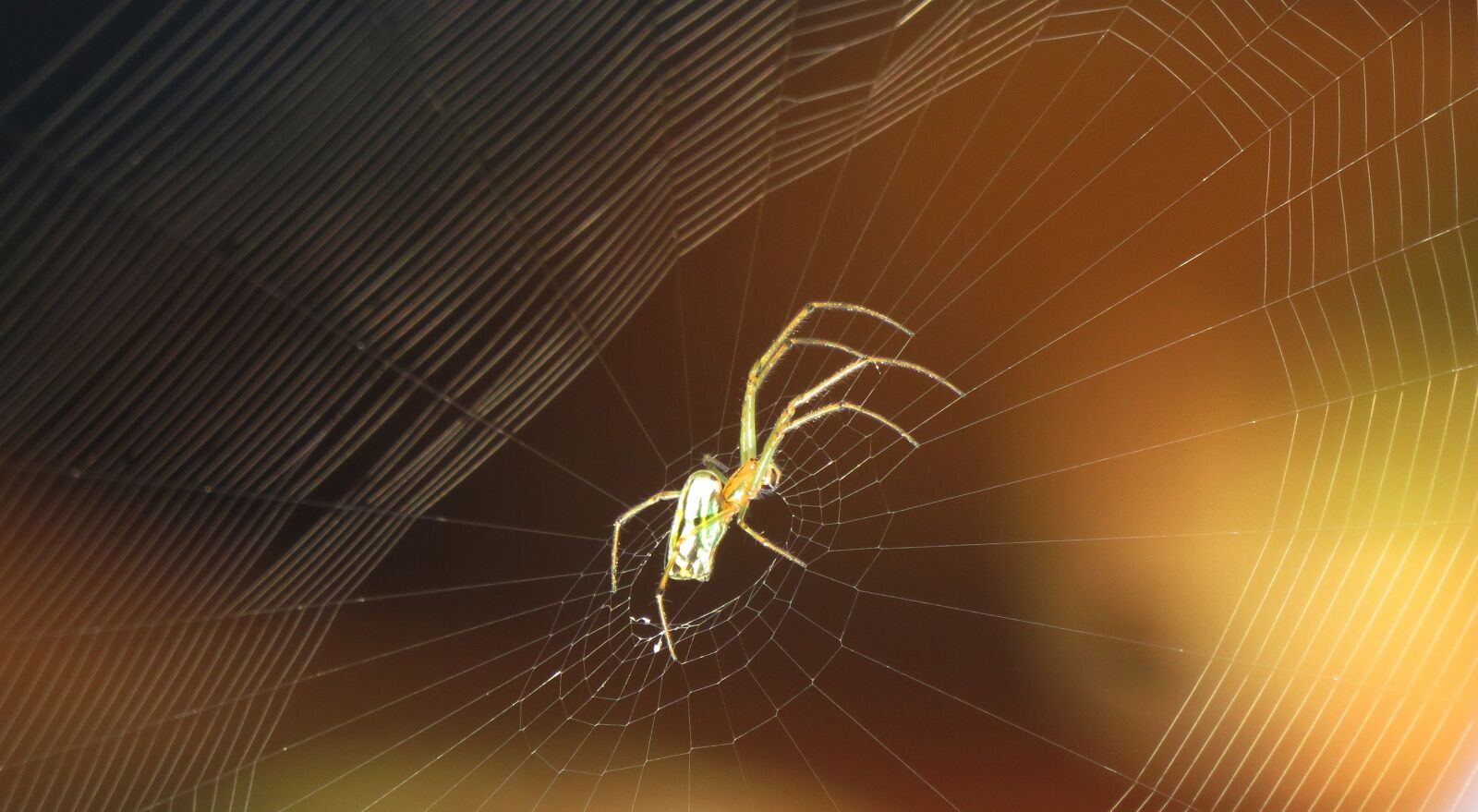 Canon PowerShot SX50 HS sample photo. Spider, nature, garden photography
