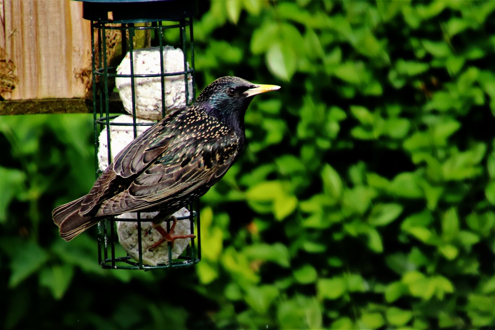 Canon EOS 80D + Tamron 16-300mm F3.5-6.3 Di II VC PZD Macro sample photo. Starling, bird, wildlife photography