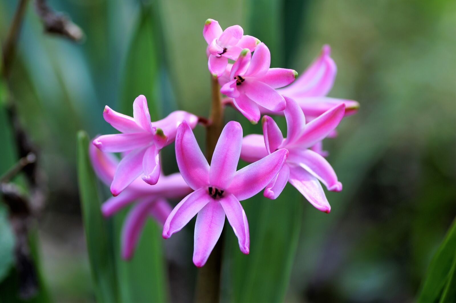 Sony SLT-A58 sample photo. Hyacinth, spring, flower photography