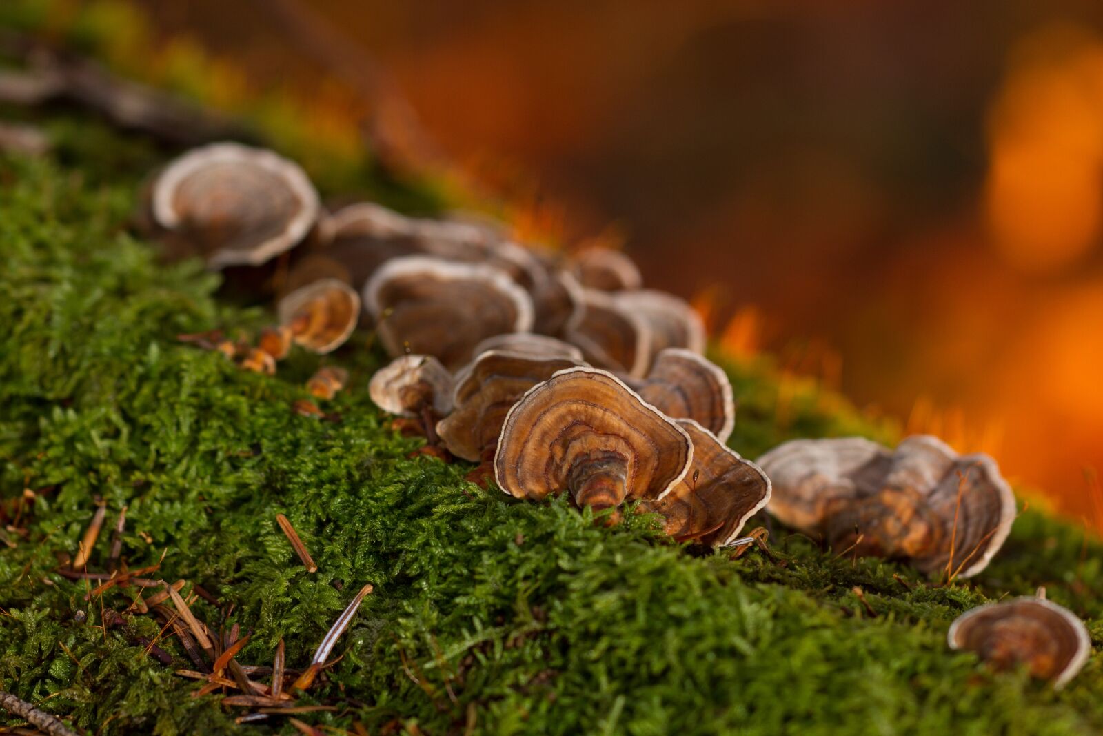 Canon EOS 7D sample photo. Mushroom, moss, tree fungus photography