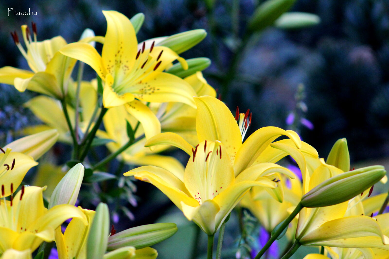 Canon EF 75-300mm f/4-5.6 sample photo. Flower, nicer, yellow photography