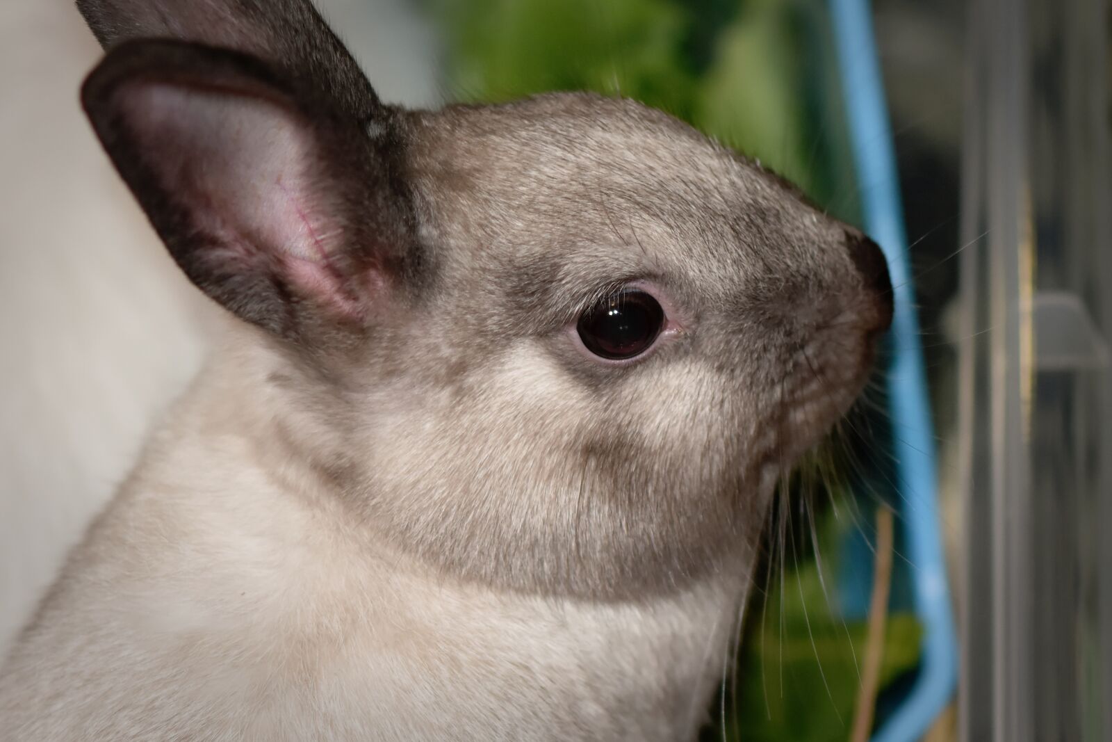 Nikon D7200 sample photo. Dwarf rabbit, color dwarf photography