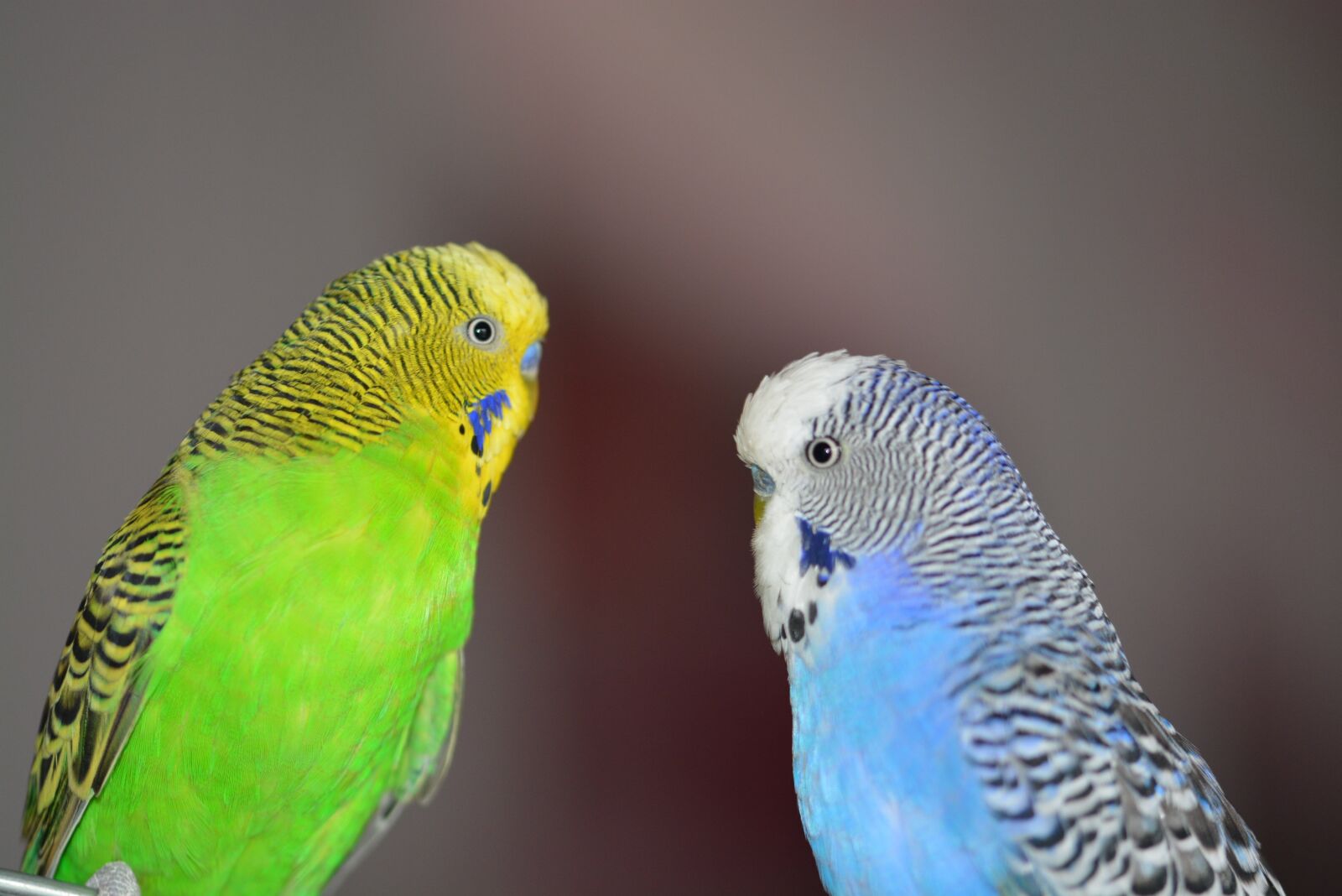 Nikon D5200 sample photo. Budgerigars, blue, bird photography