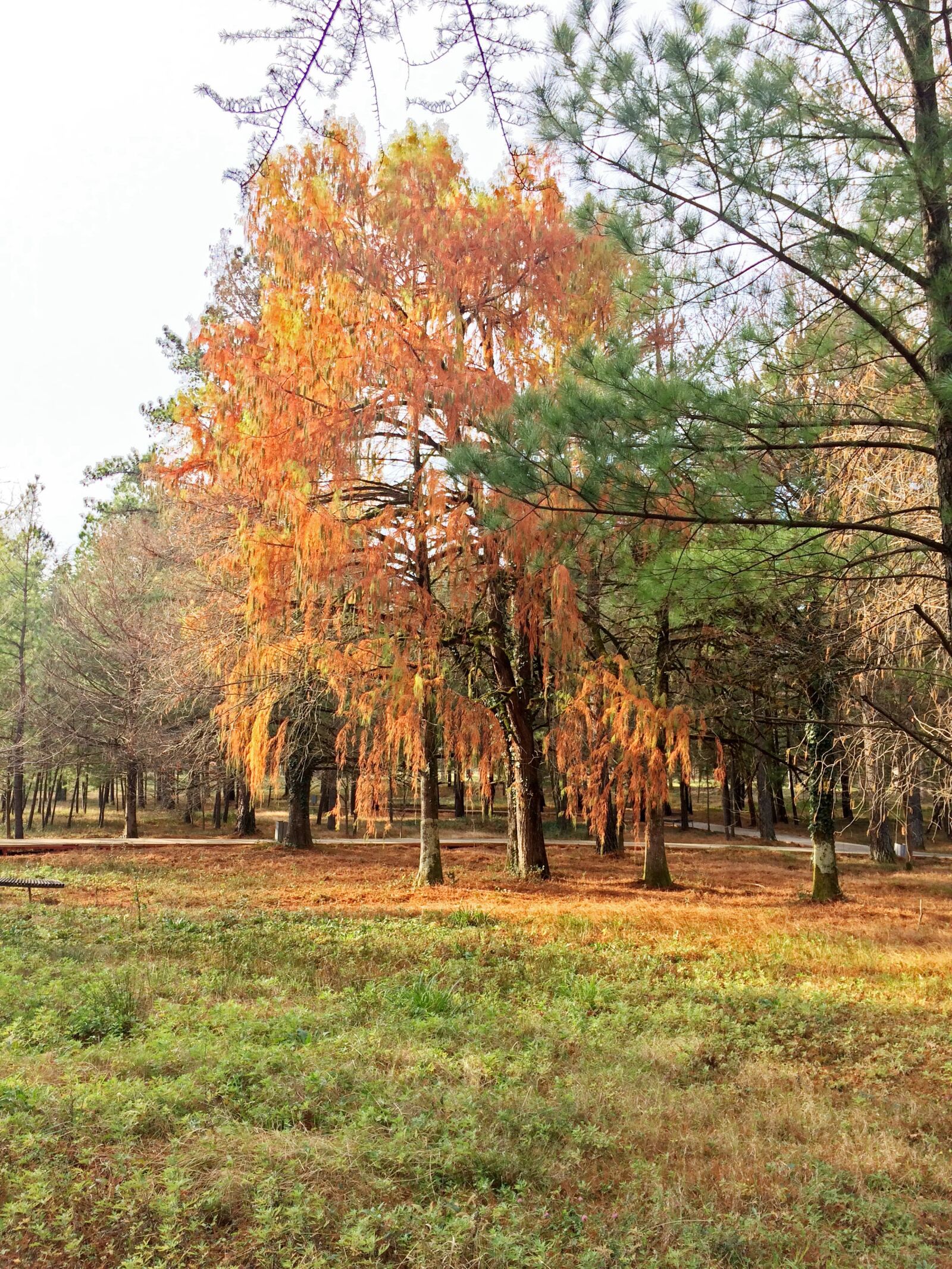 iPhone 5s back camera 4.15mm f/2.2 sample photo. Park, georgia, nature photography