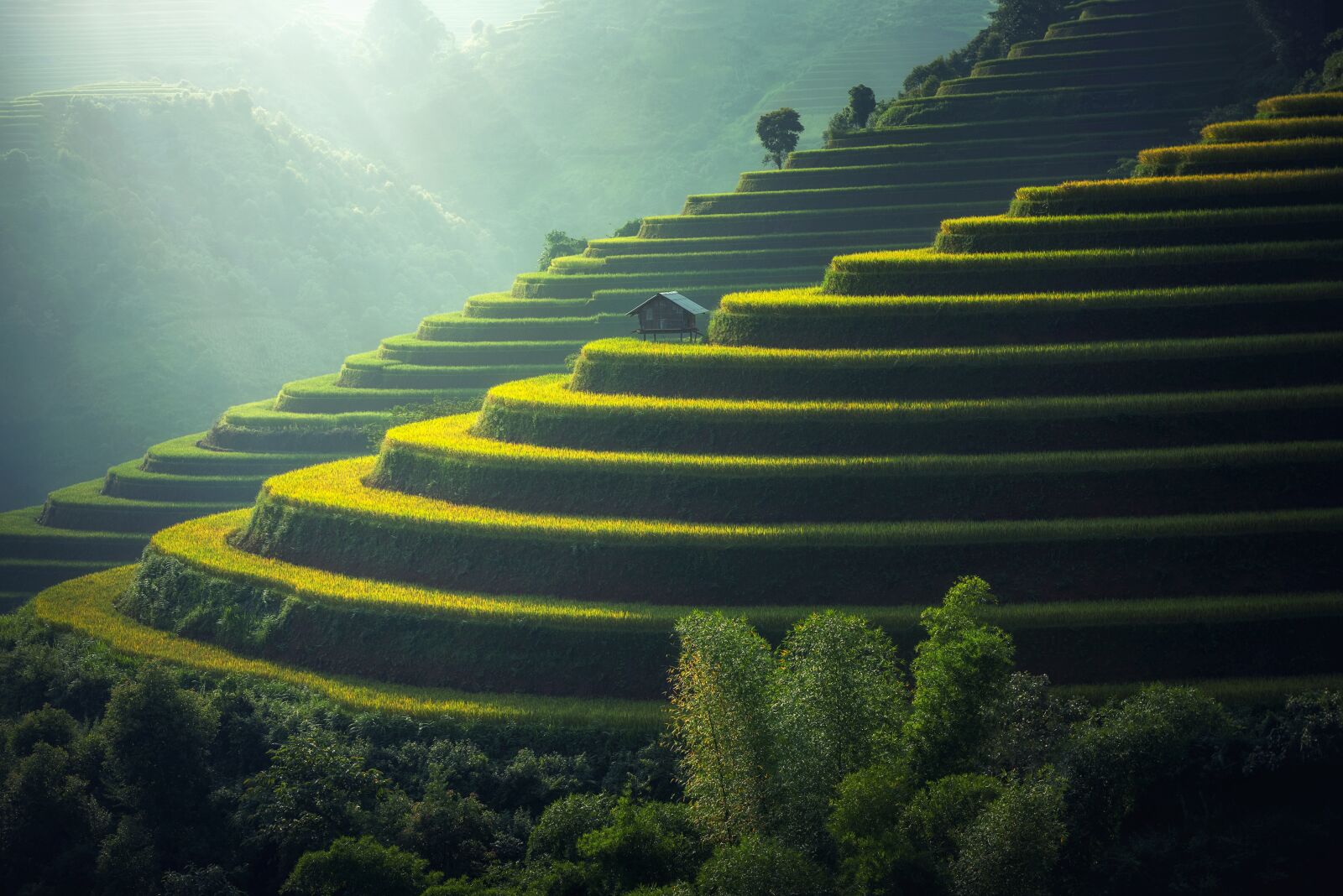 Nikon D810 sample photo. Rice plantation, thailand, rice photography