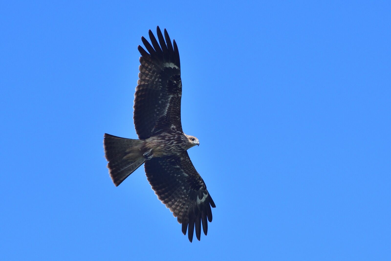Nikon D750 sample photo. Bird, wildlife, bird of photography
