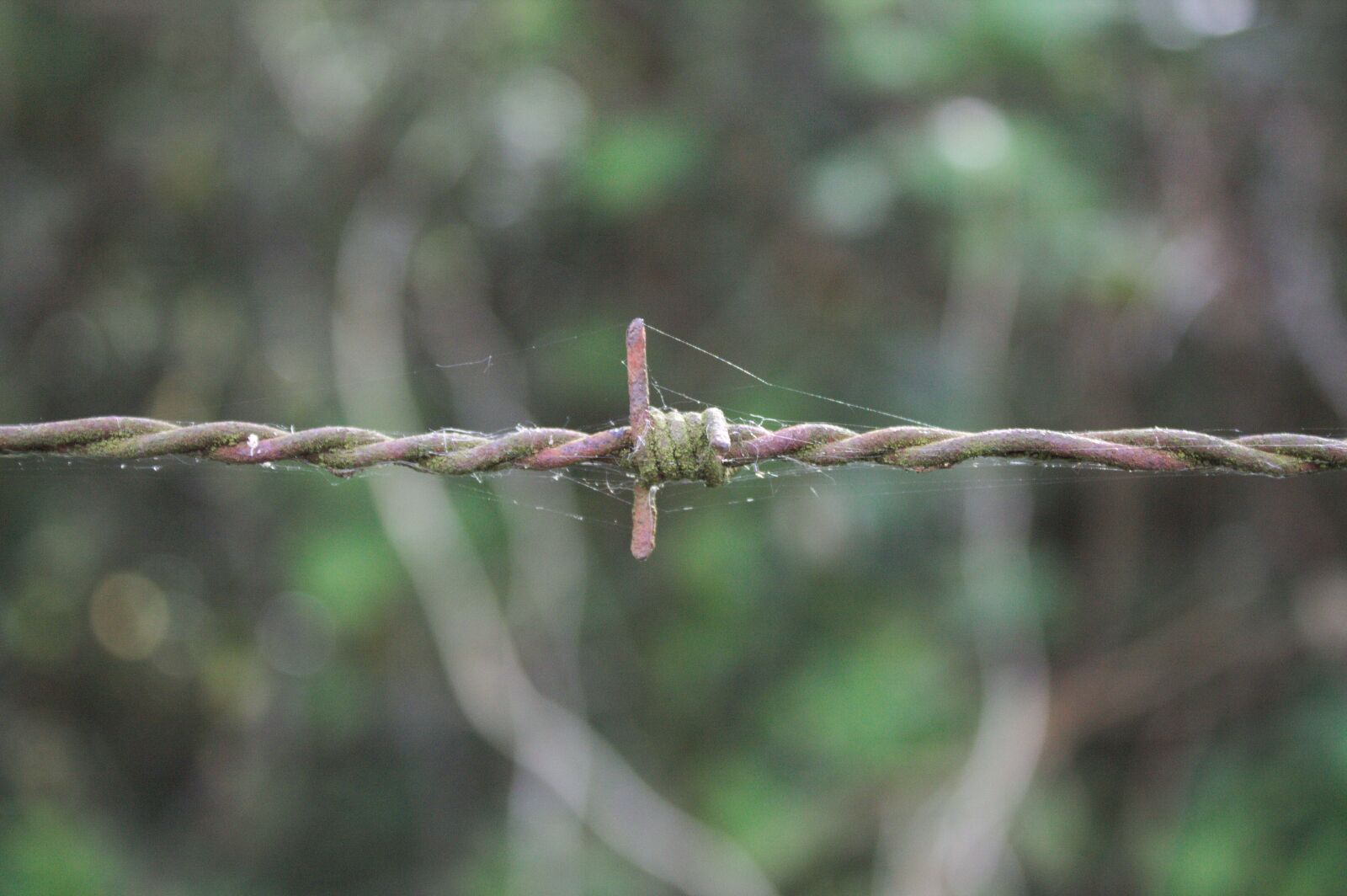 Canon EOS 1100D (EOS Rebel T3 / EOS Kiss X50) sample photo. Barbed, wire, closing photography