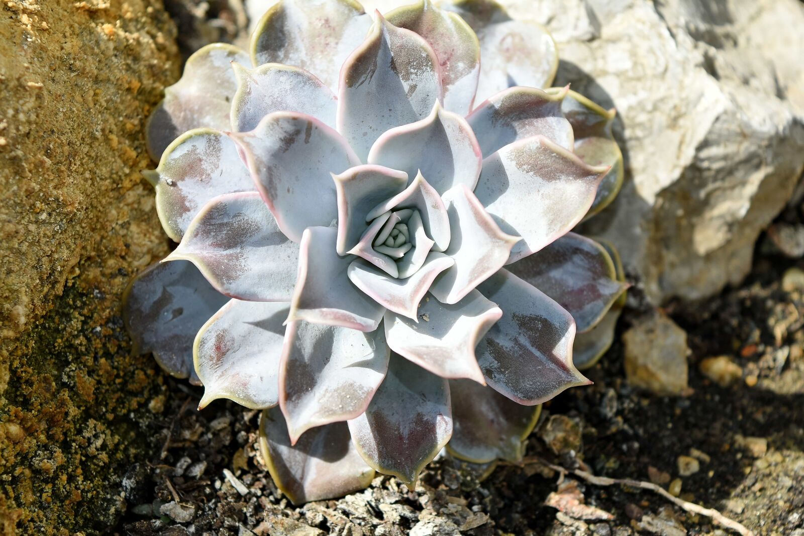 Nikon D5500 sample photo. Nature, texture, upclose, outdoors photography