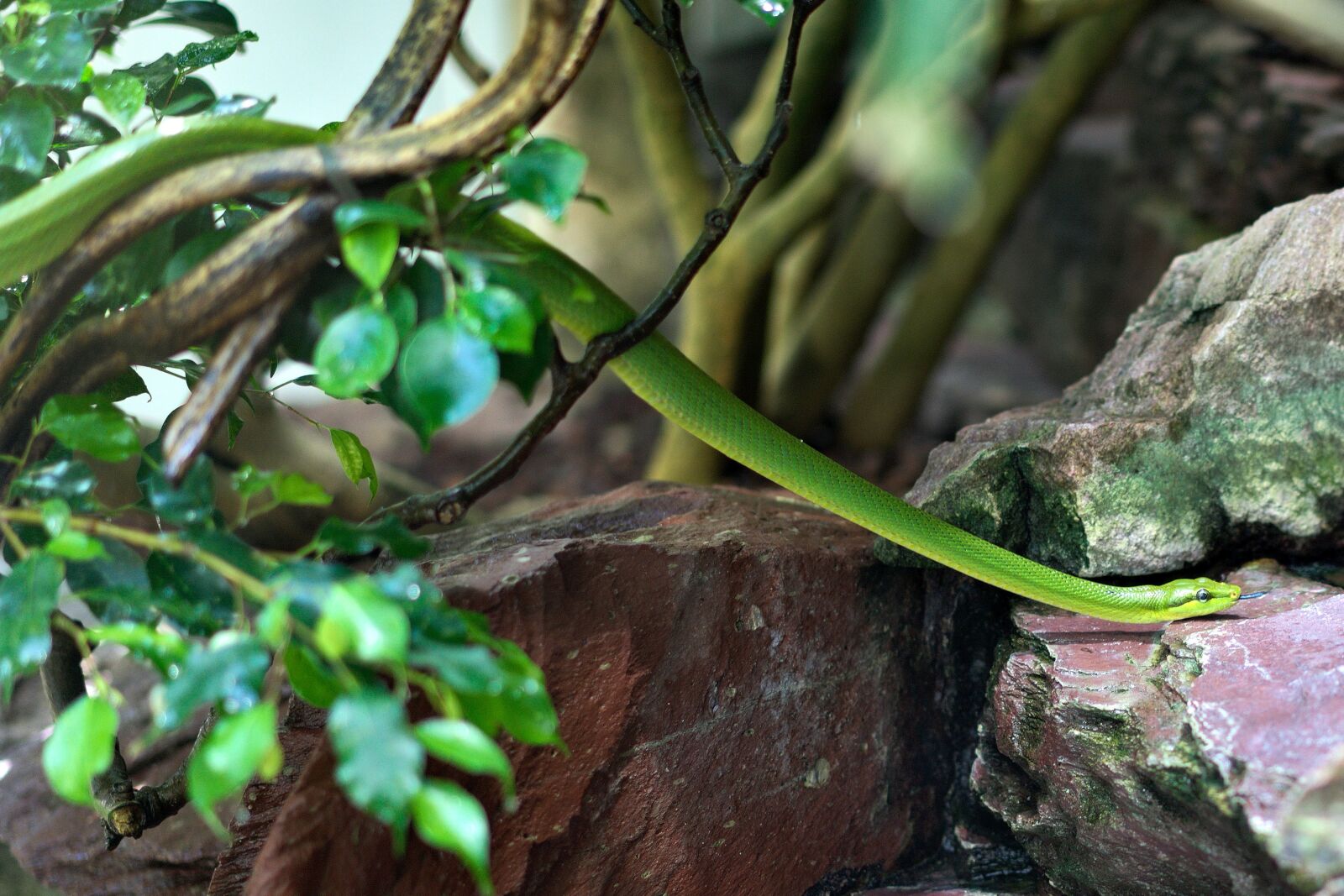 Sony a7 II + Sony Sonnar T* FE 55mm F1.8 ZA sample photo. Snake, zoo, reptile photography