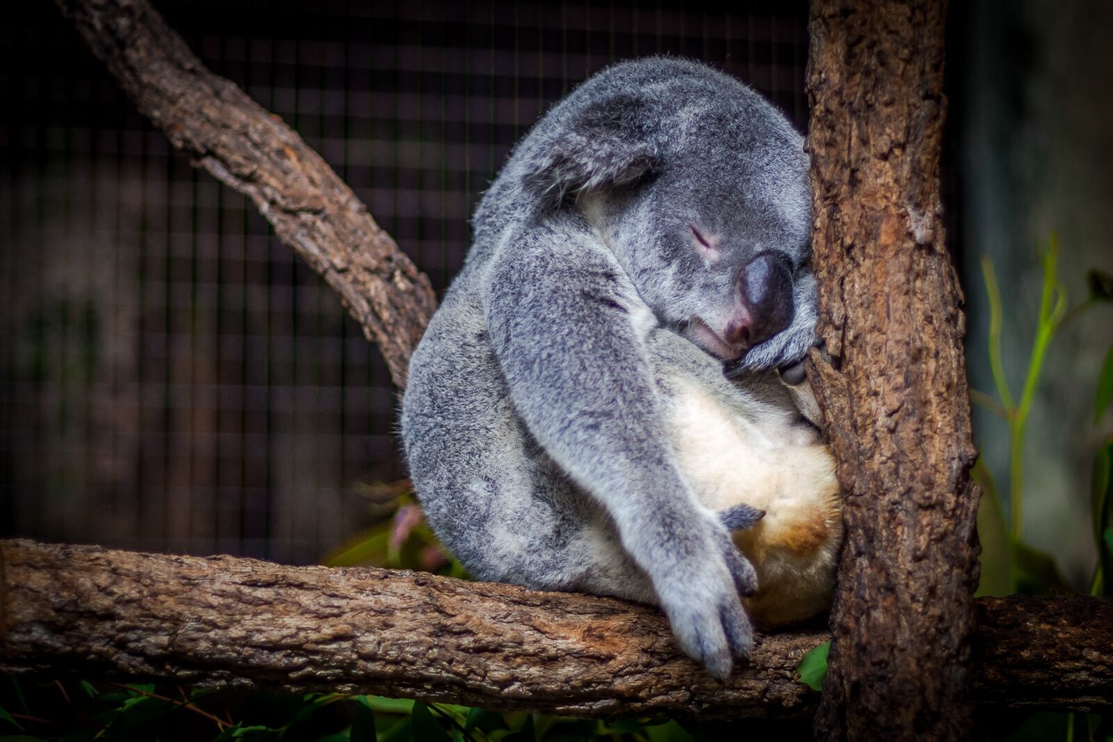 Canon EOS 5D Mark II sample photo. Animal, blur, close-up photography